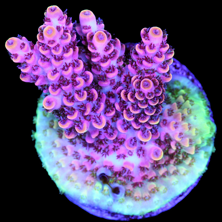 TSA Fruity Pebbles Acropora Coral | Buy Live Coral for Sale | Vivid ...