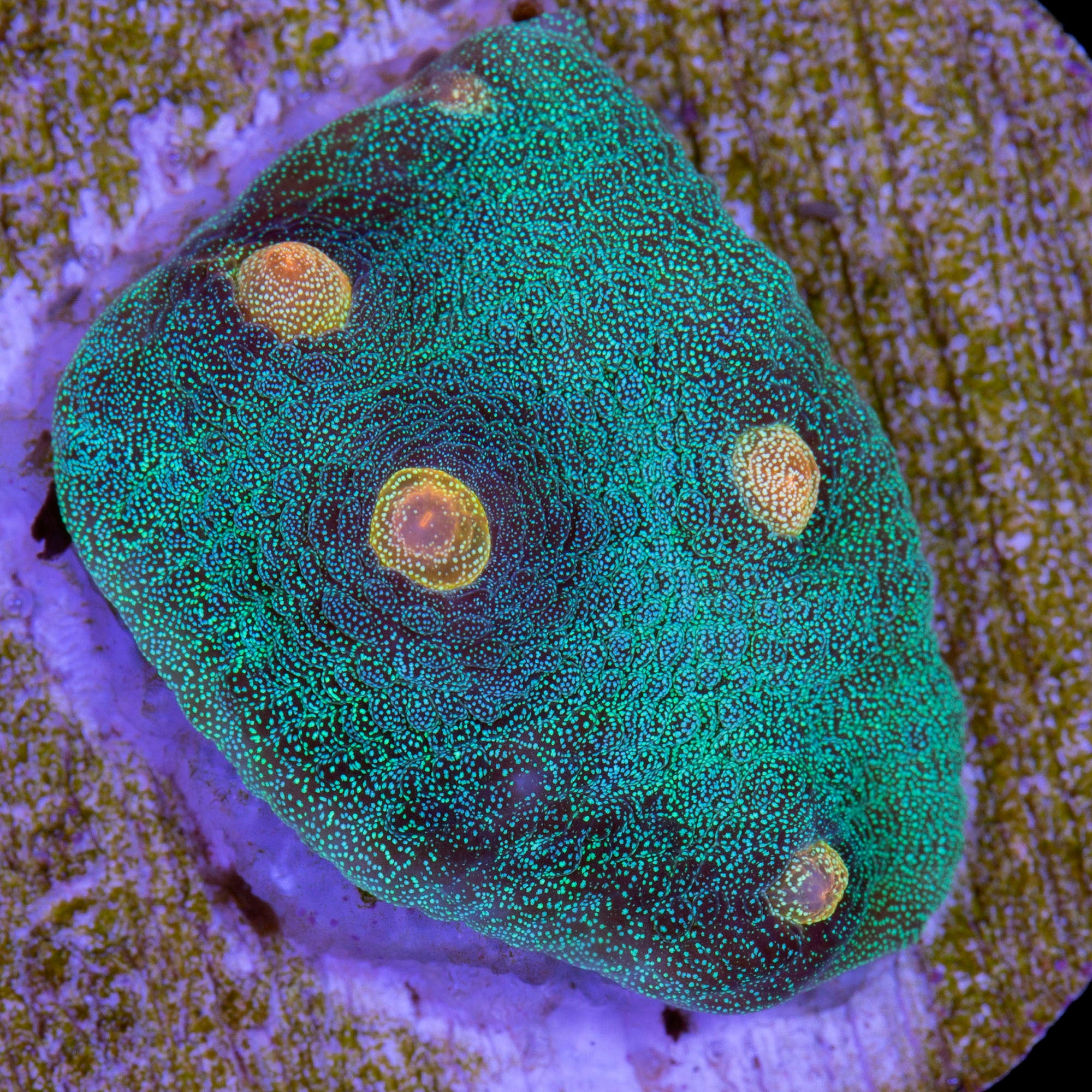 Orange Eye Mycedium Coral
