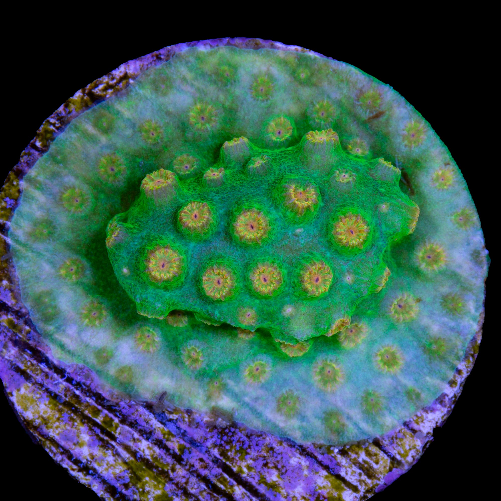 Yellow Eye Green Cyphastrea Coral