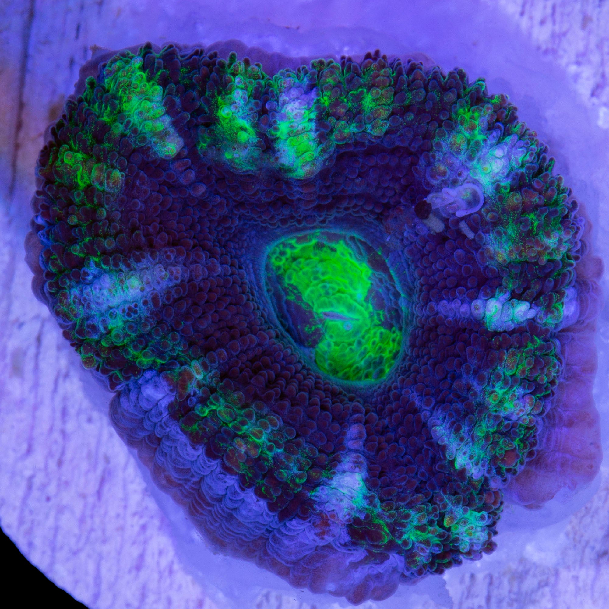 Dark Matter Acan Coral