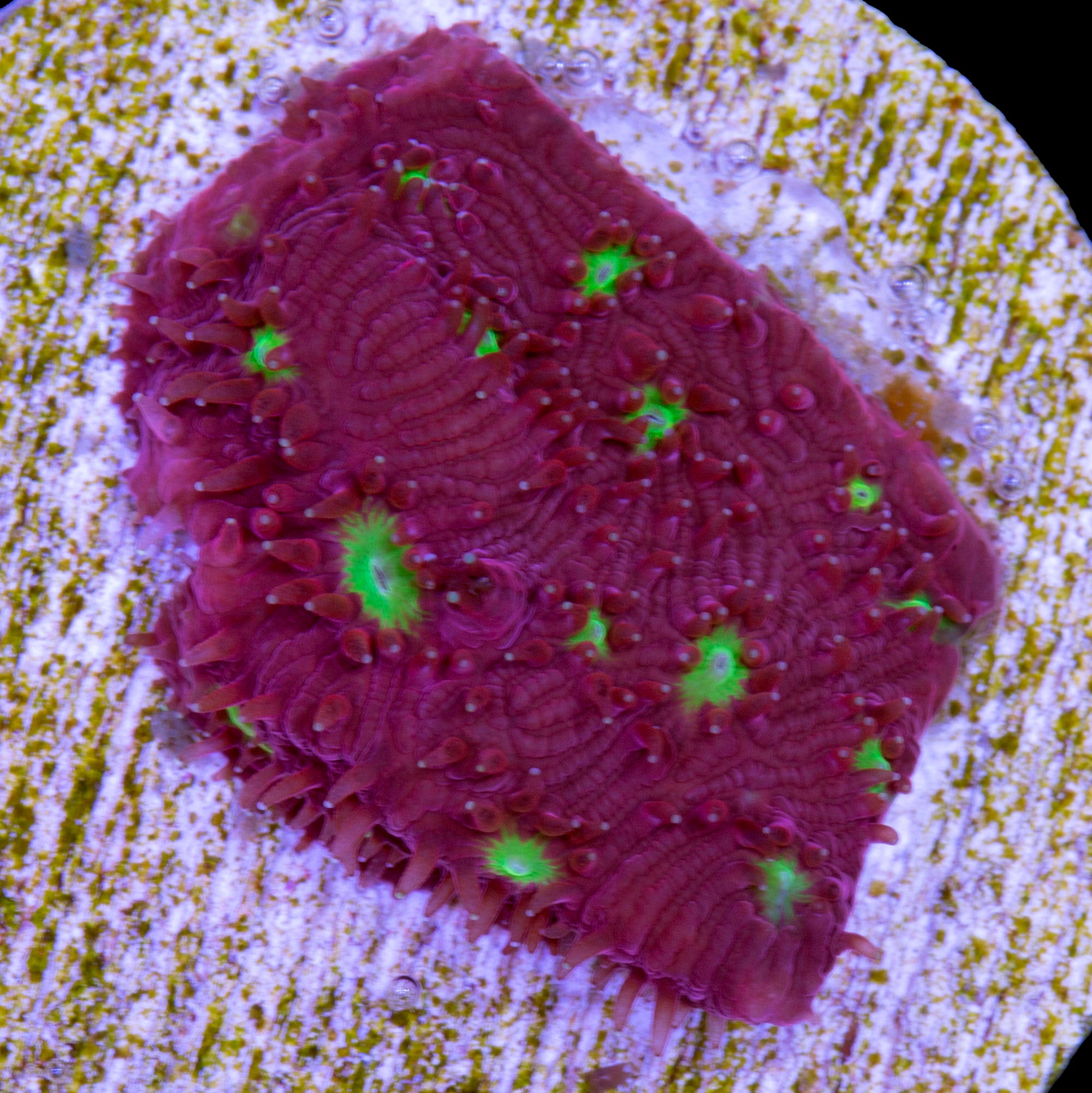 Strawberry Lithophyllon Coral - 1st Release