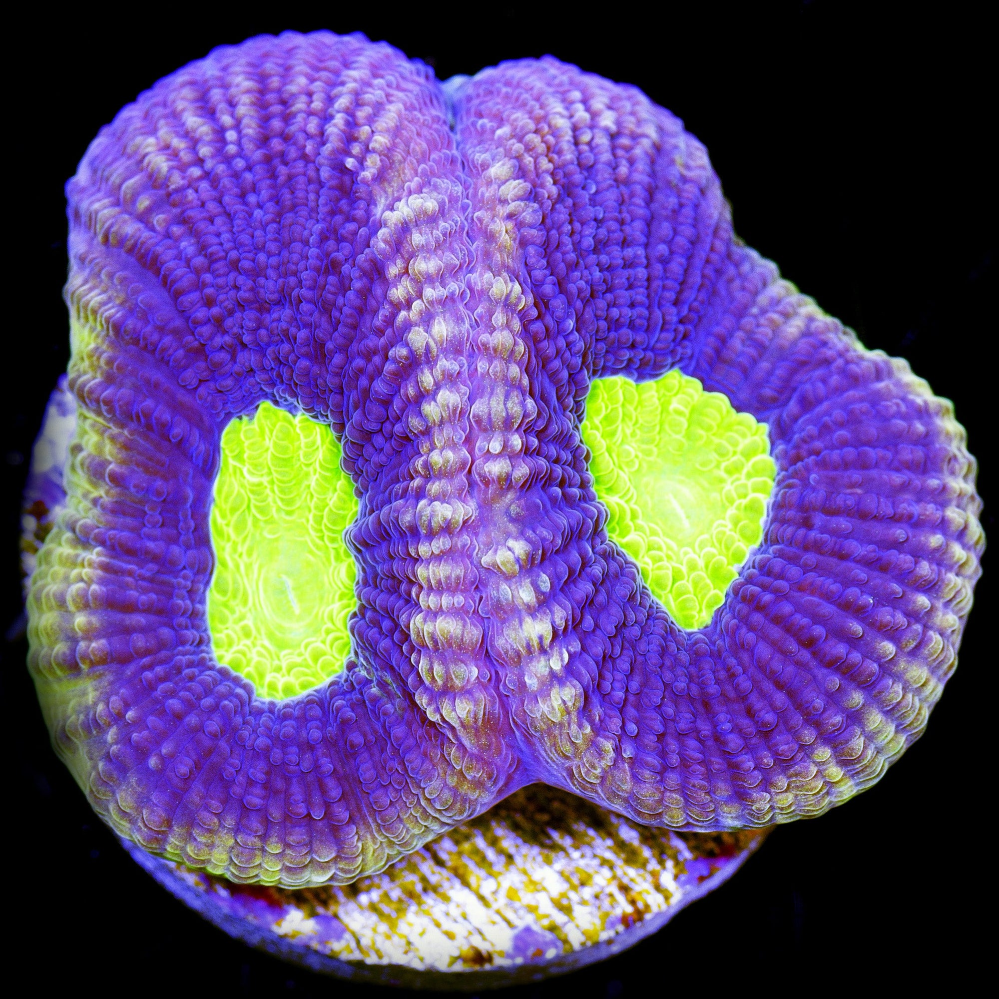 Dragon Soul Prism Goniastrea Coral