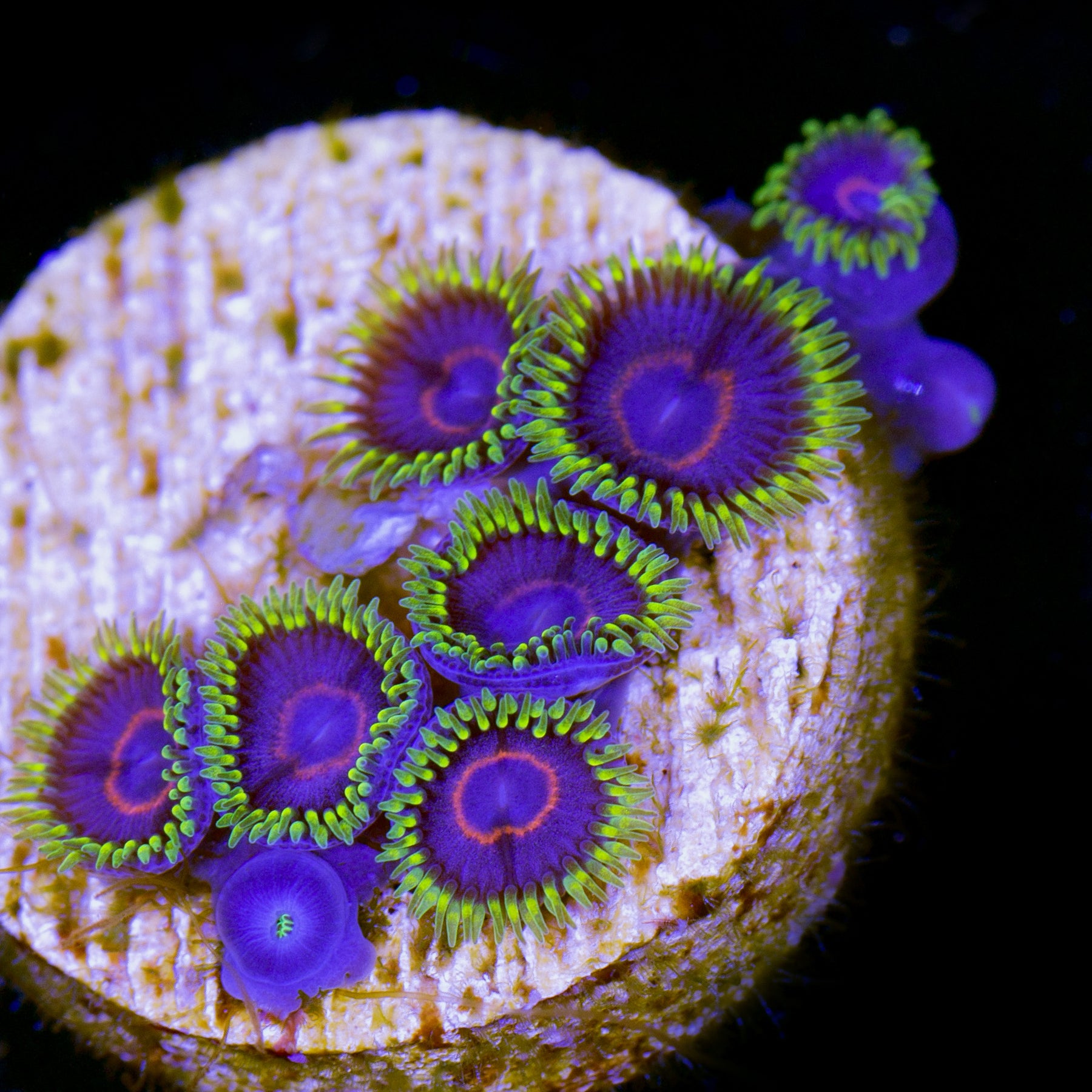 Buy Live Coral for Sale | Rare Coral | Sale Corals | Vivid Aquariums Page 5