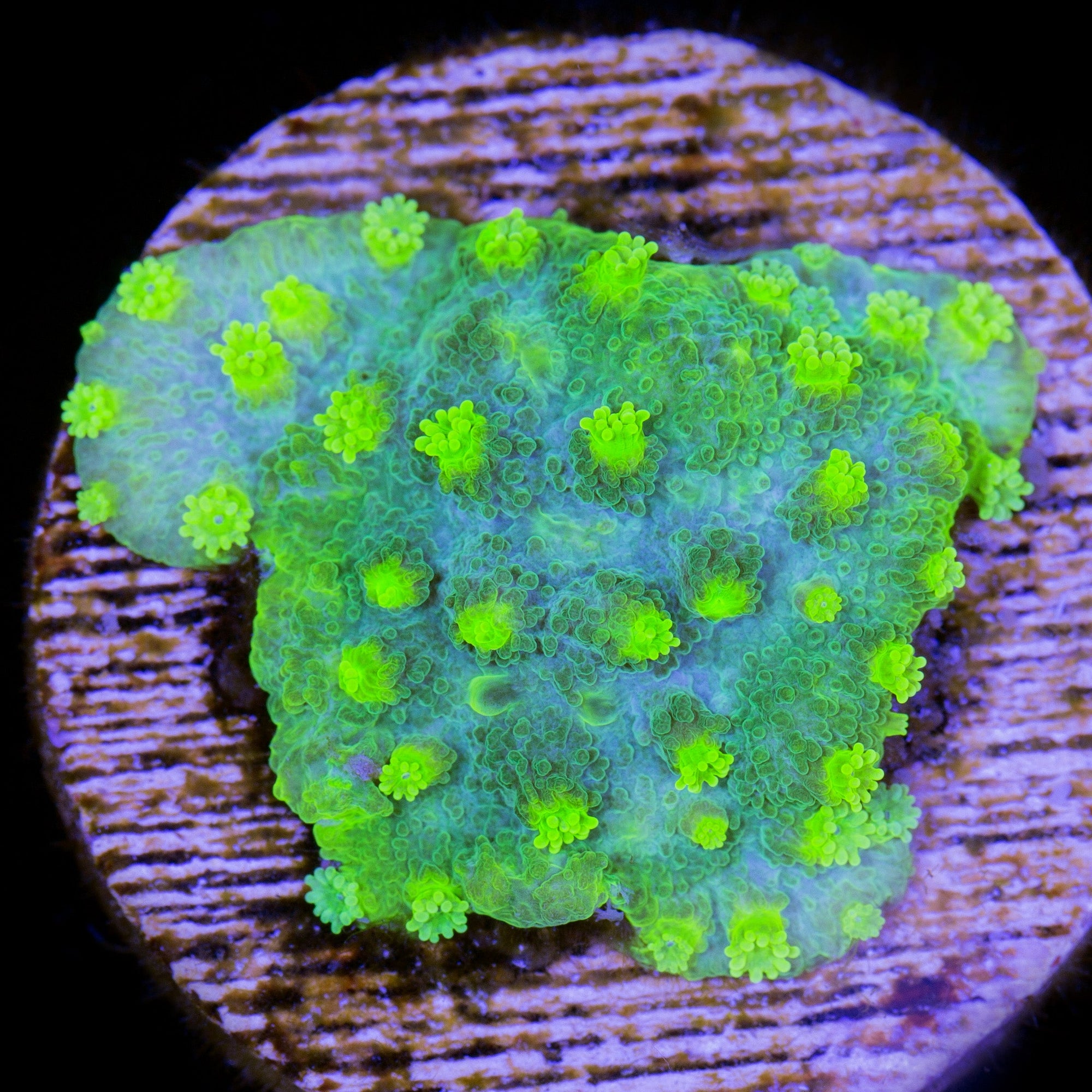 Vivid's Toxic Cyphastrea Coral