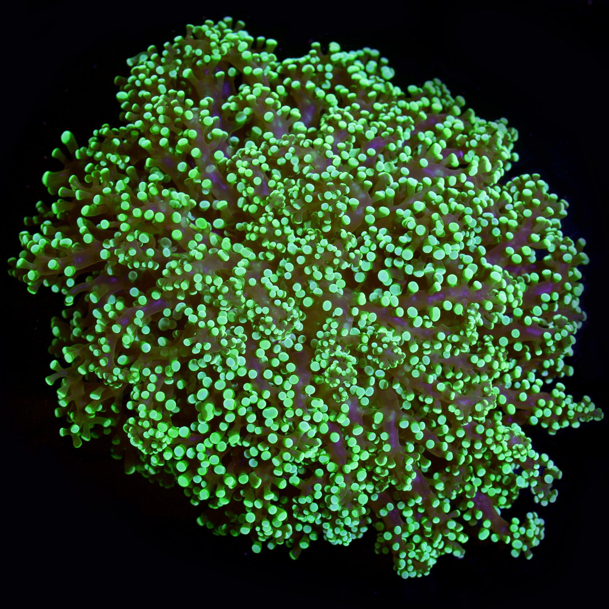 Neon Green Wall Frogspawn Coral
