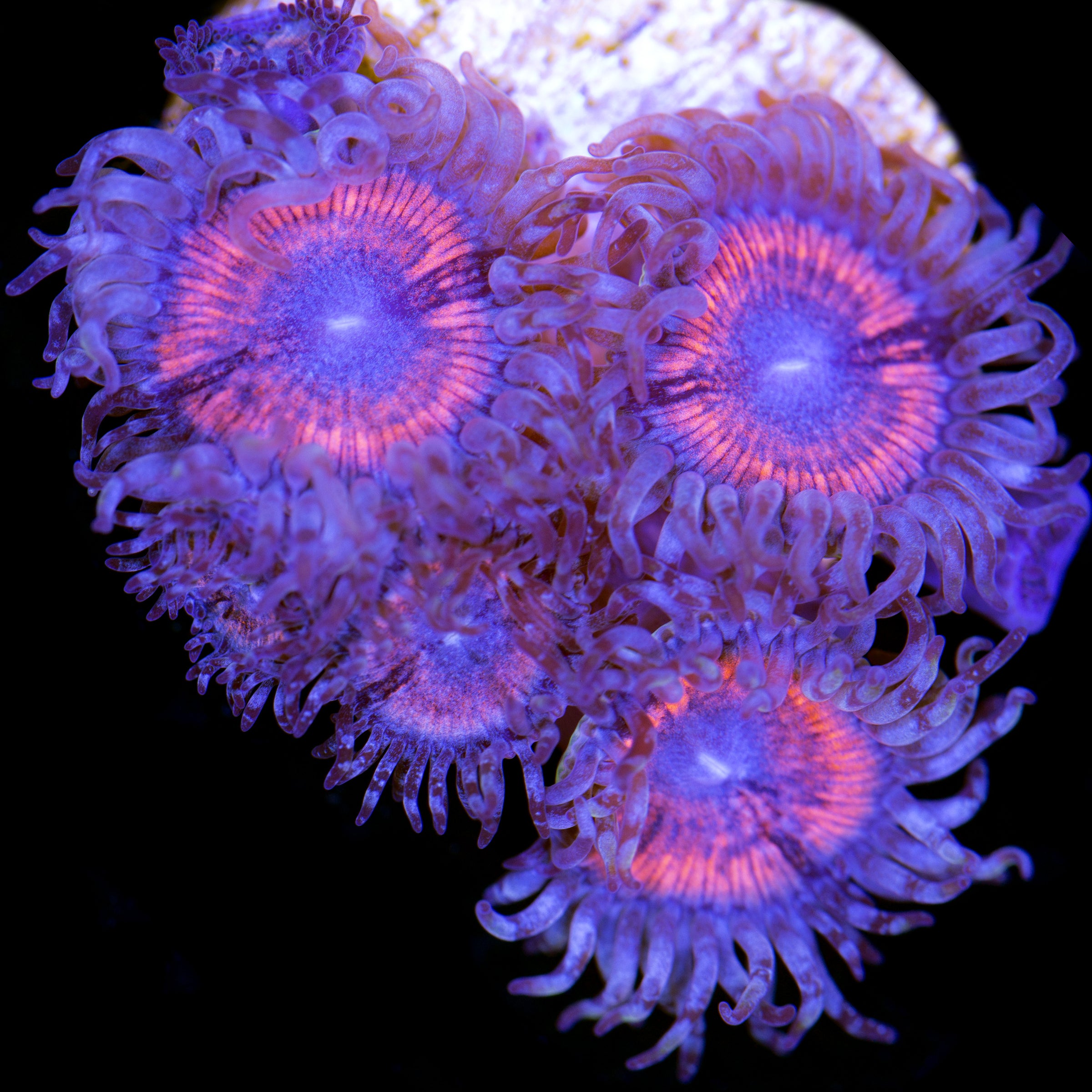 Zoanthids for Sale | Buy Zoanthids | Live Coral | Rare Coral | Coral ...