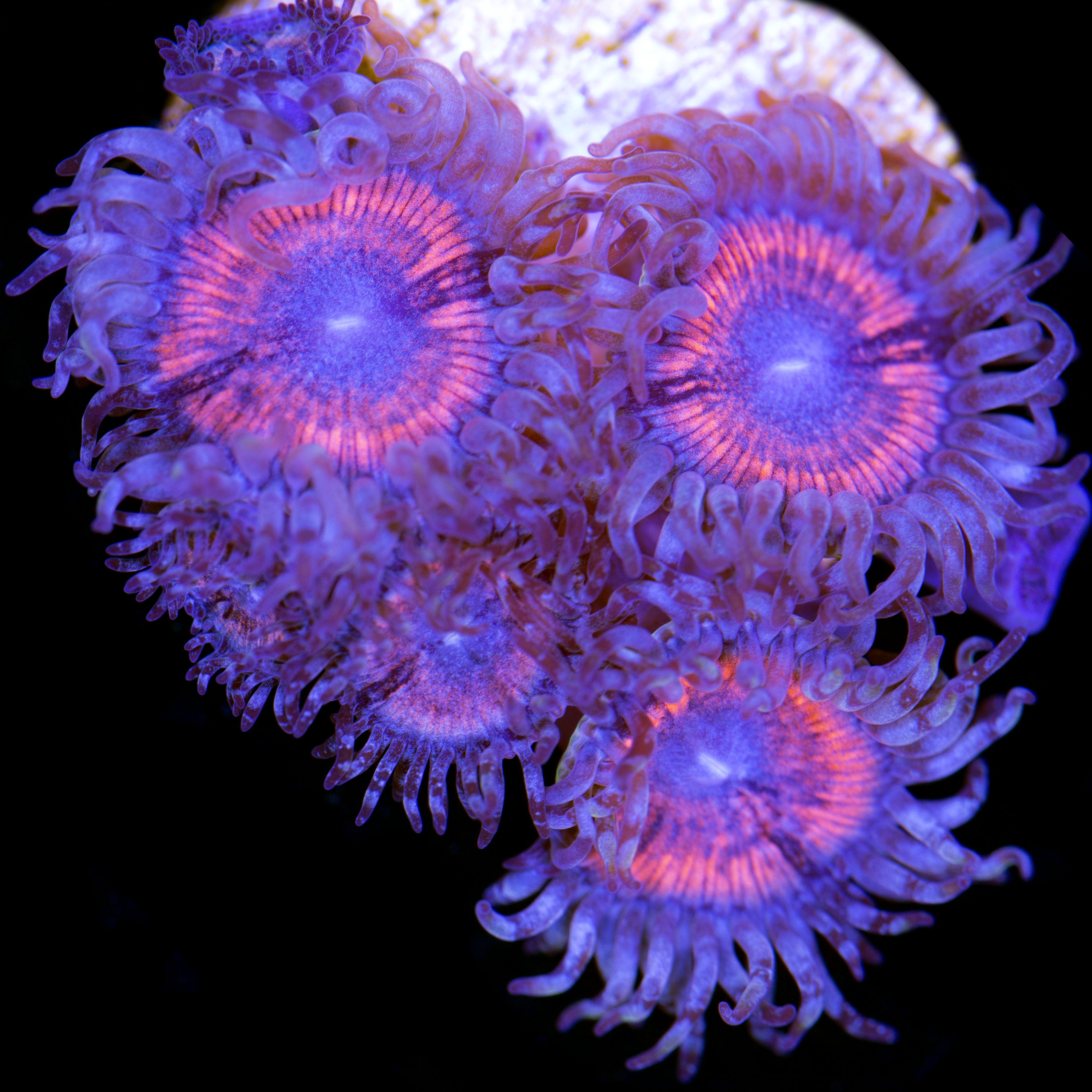 Buy Armor of God Zoanthids Online Zoanthids for Sale Vivid Aquariums