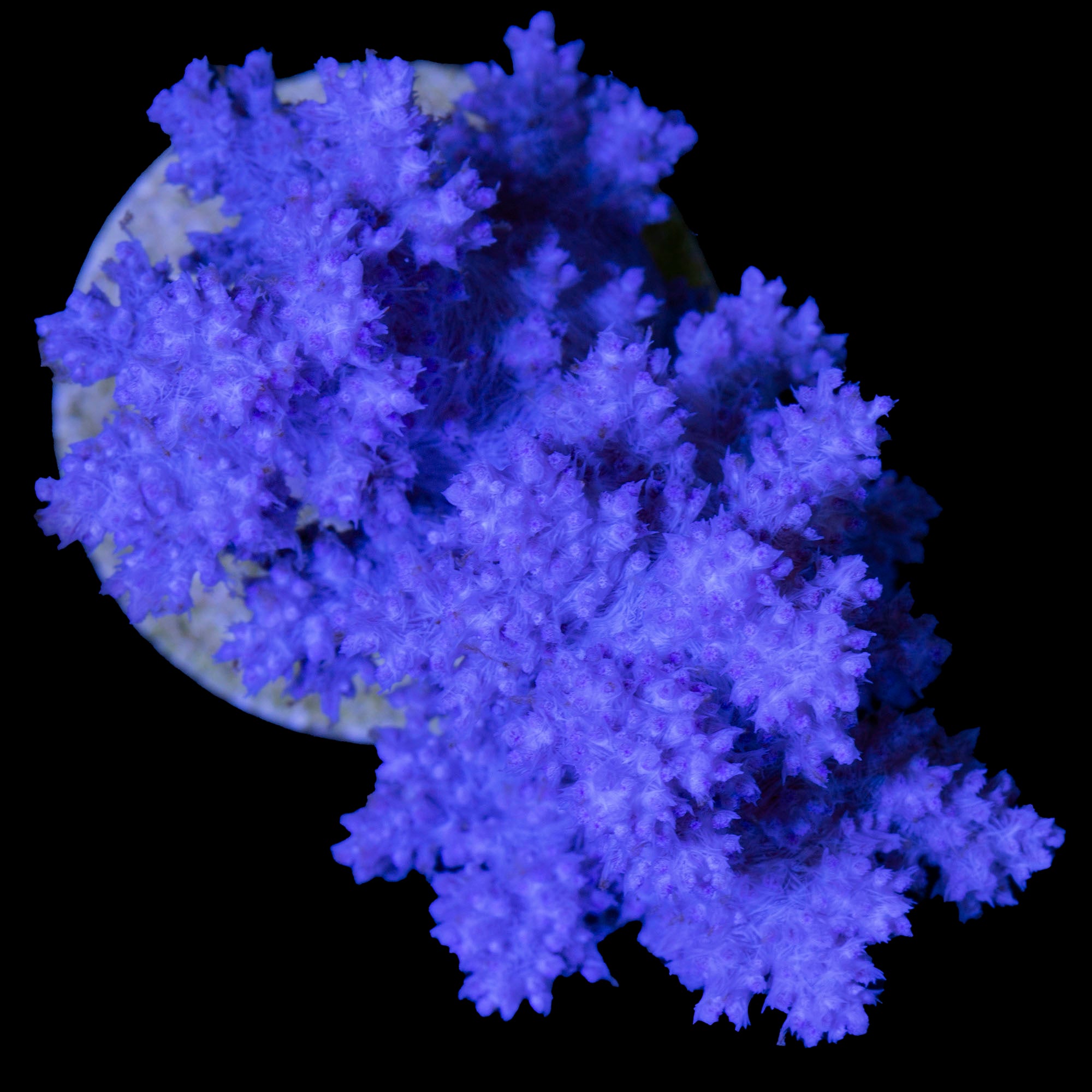 ★keike★ Shape of Perth Coral JKR Rainbow Acropora