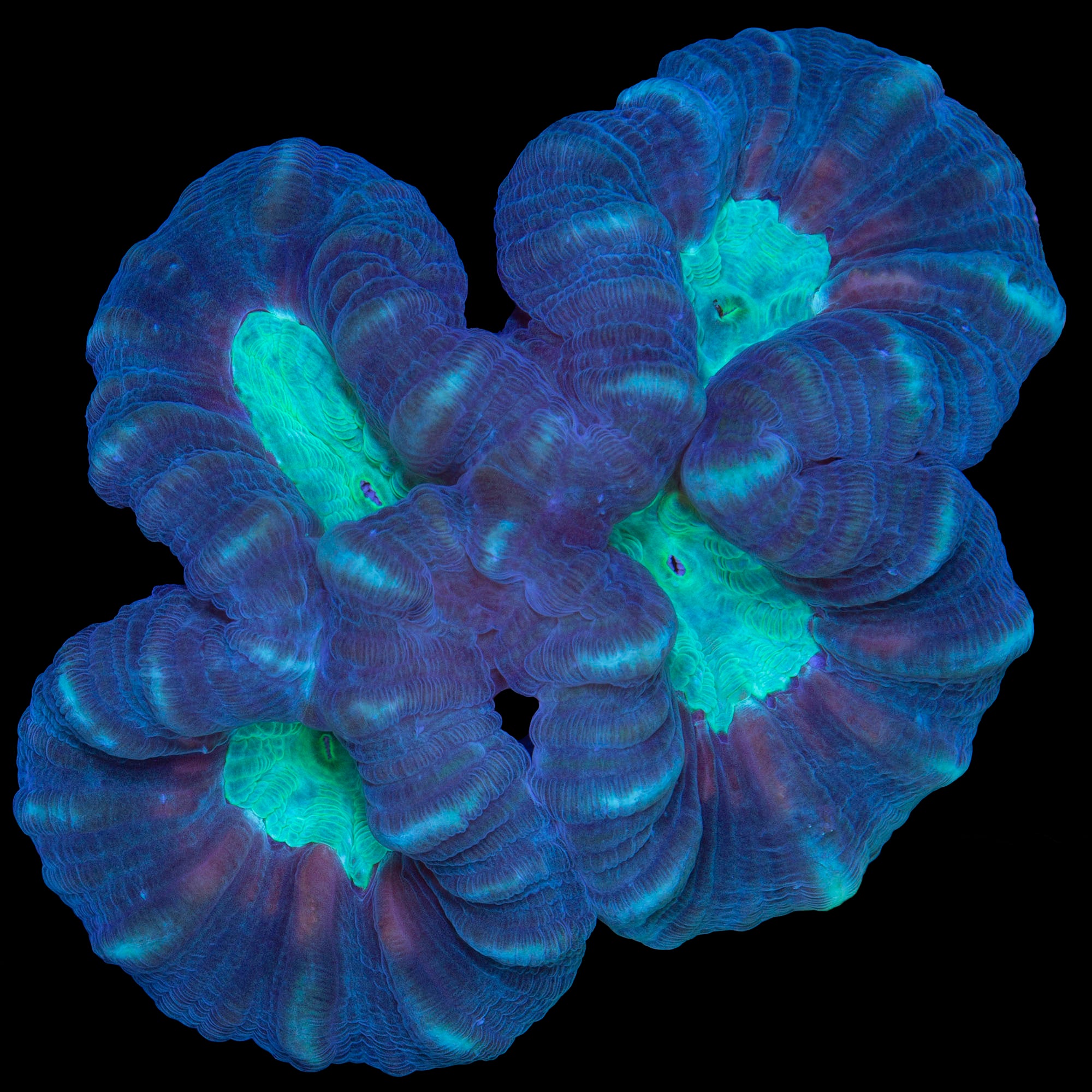 Multicolor Candy Cane Coral