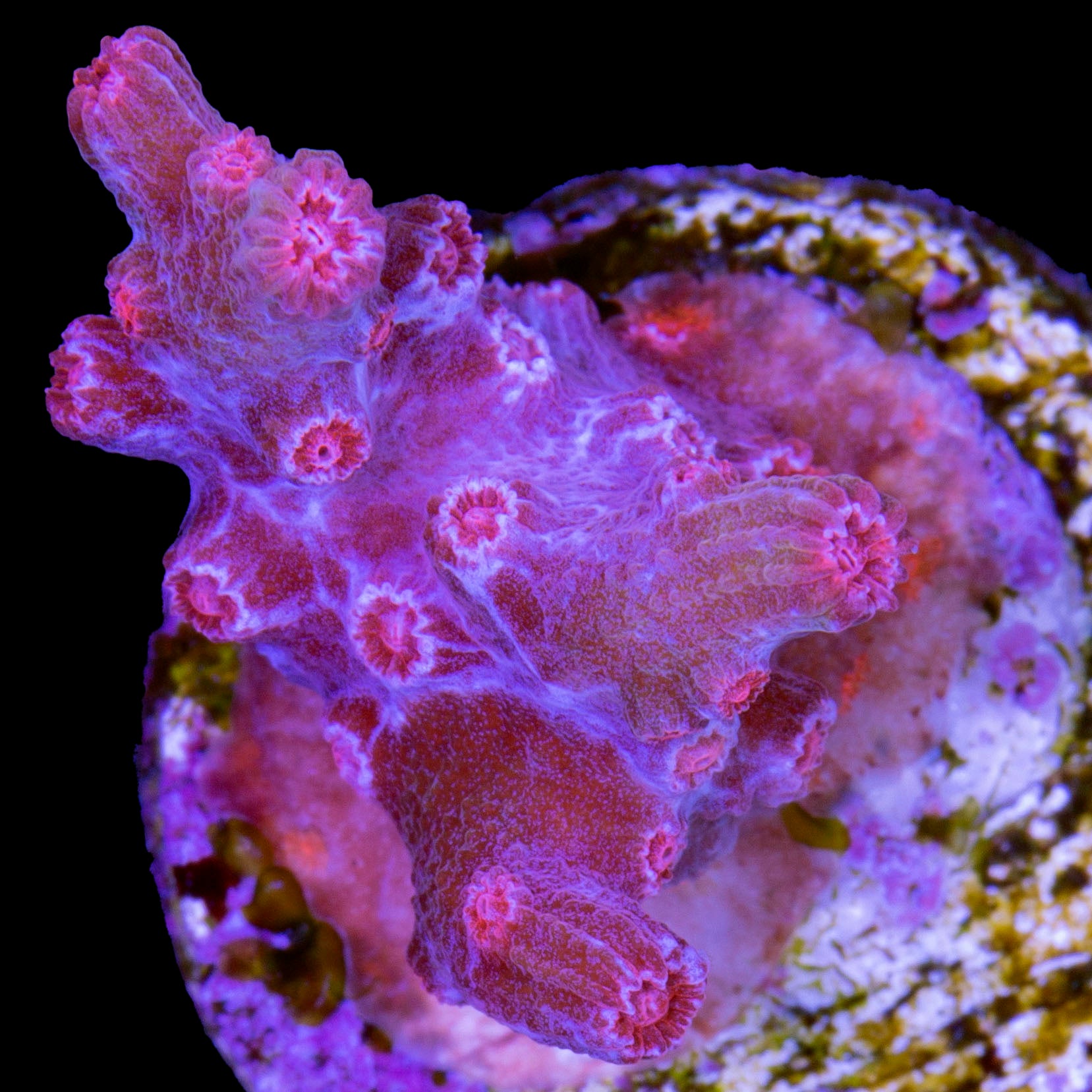 Vivid's Branching Cyphastrea Decade Coral