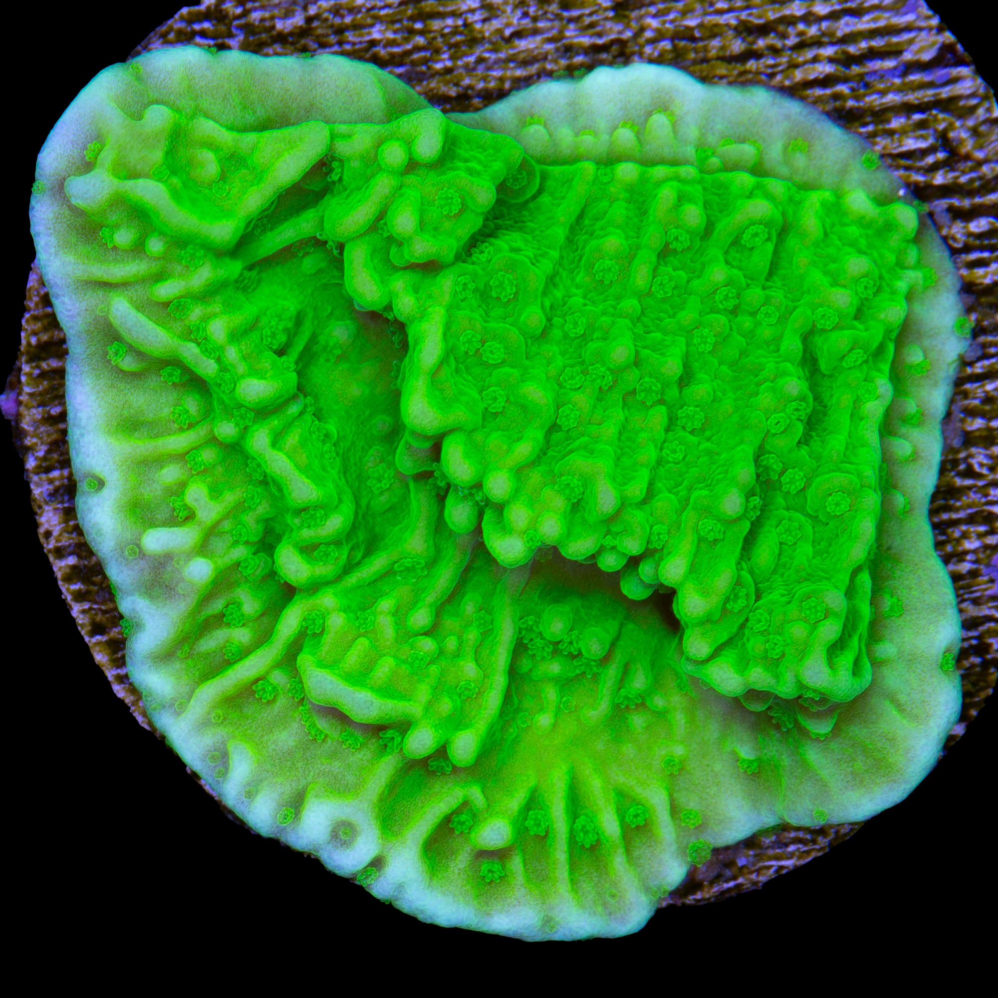 Green Apple Montipora Capricornus Coral
