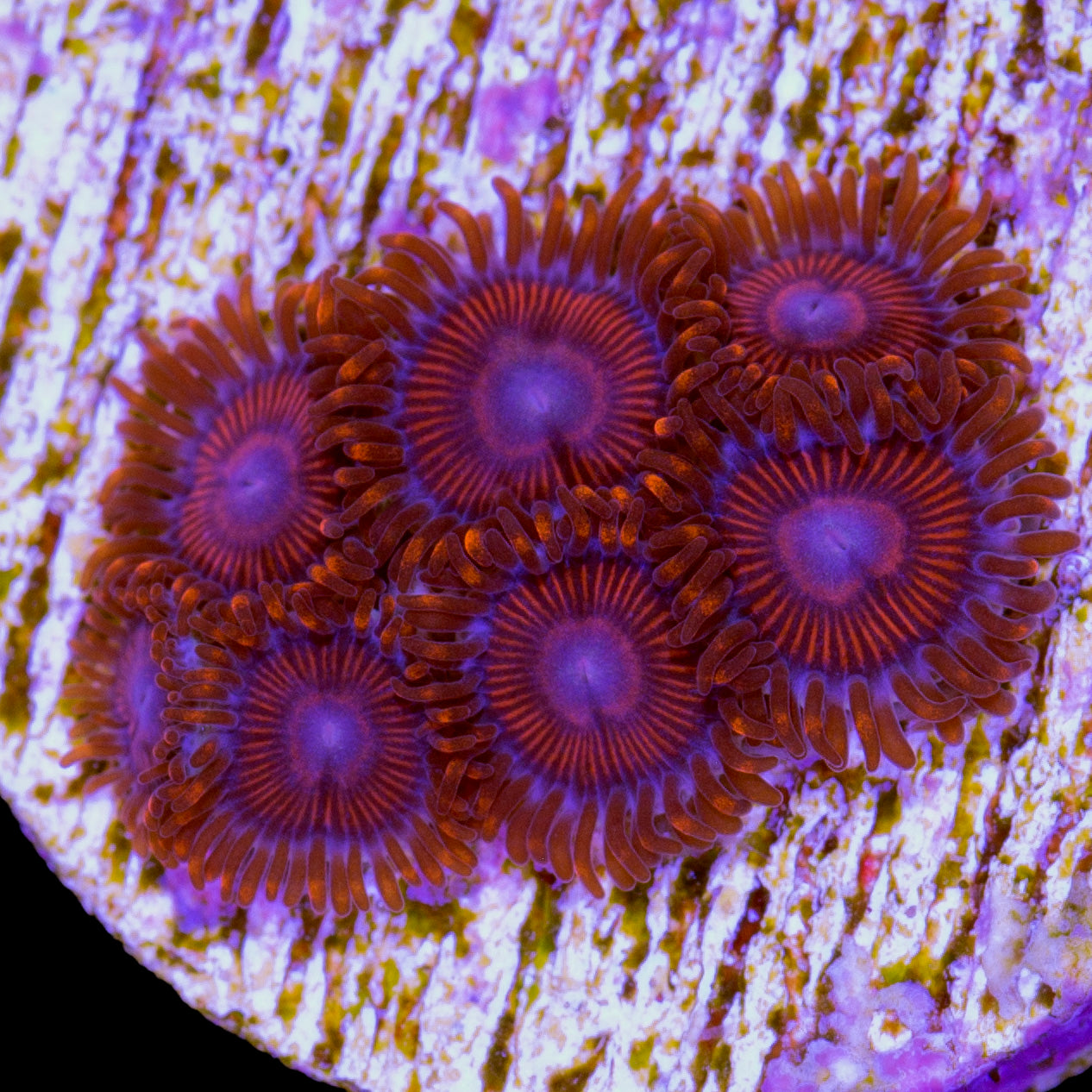 Twizzler Zoanthids