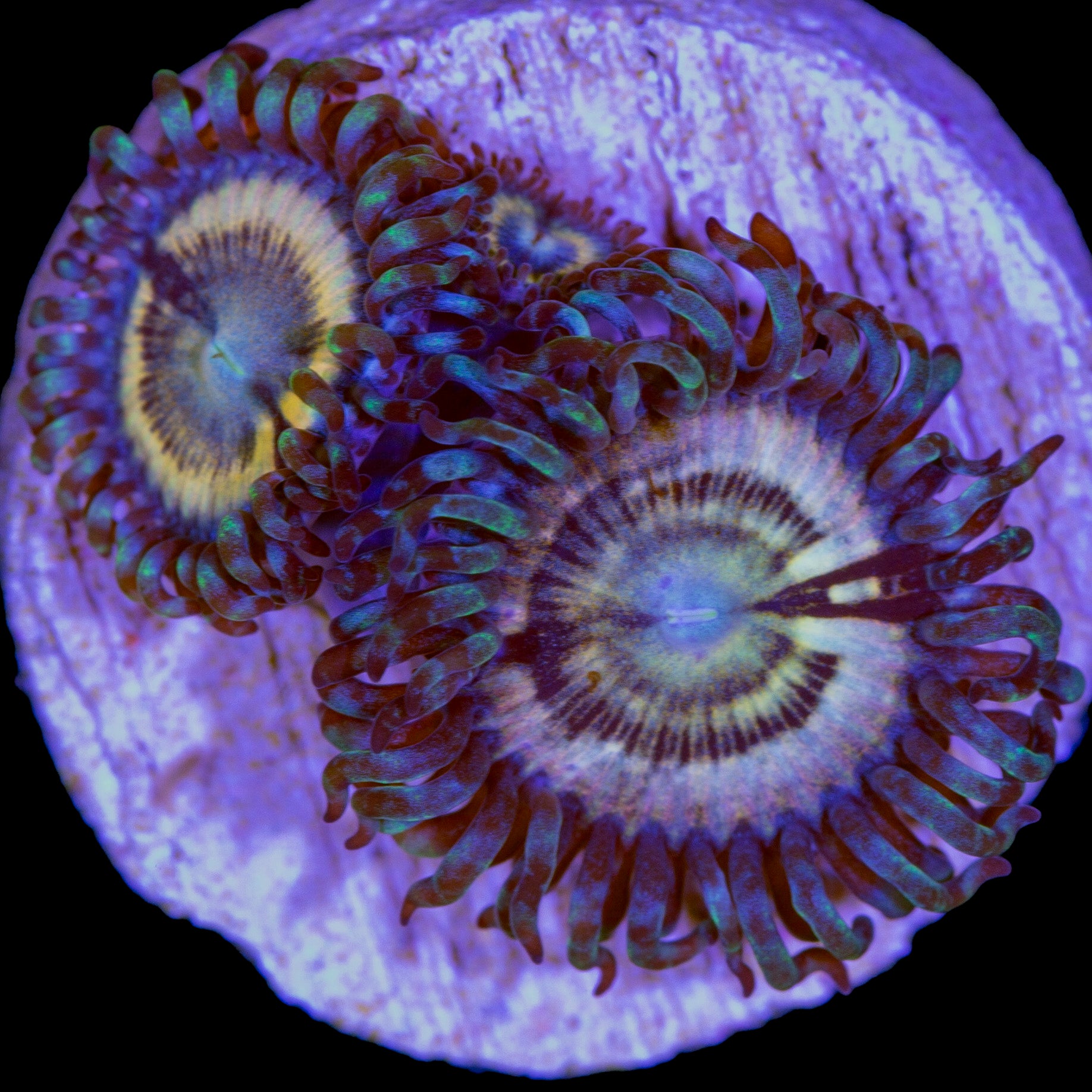 Petroglyph Zoanthid Coral