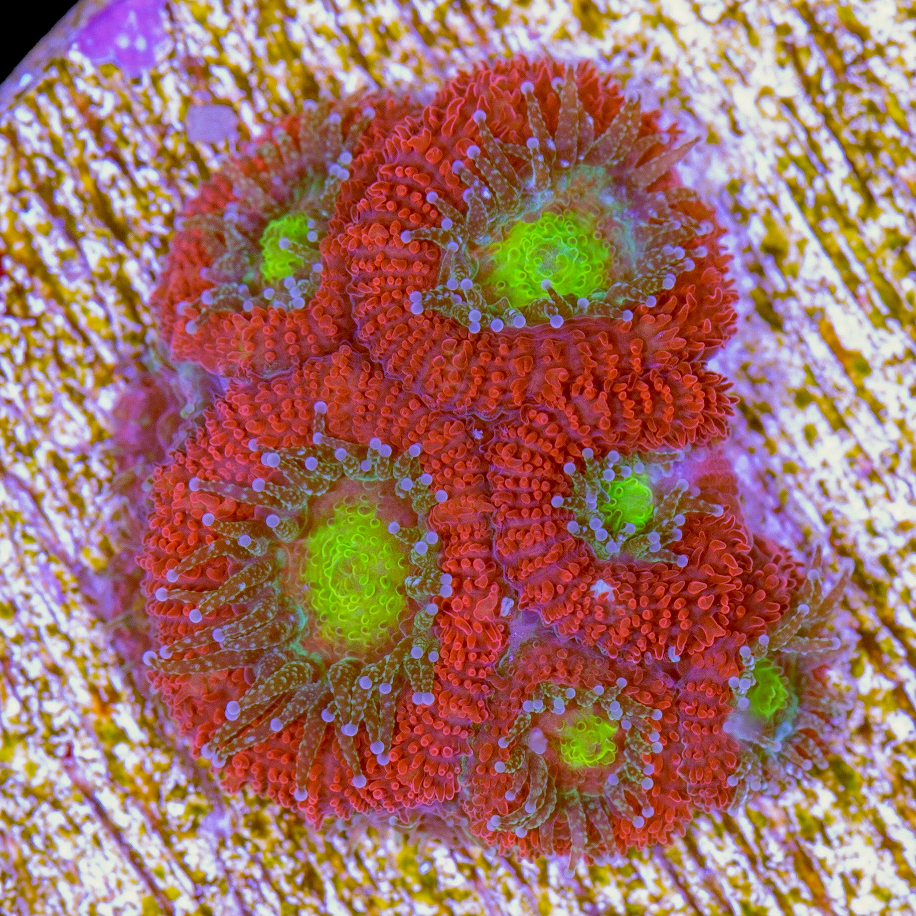Candy Apple Micromussa Coral