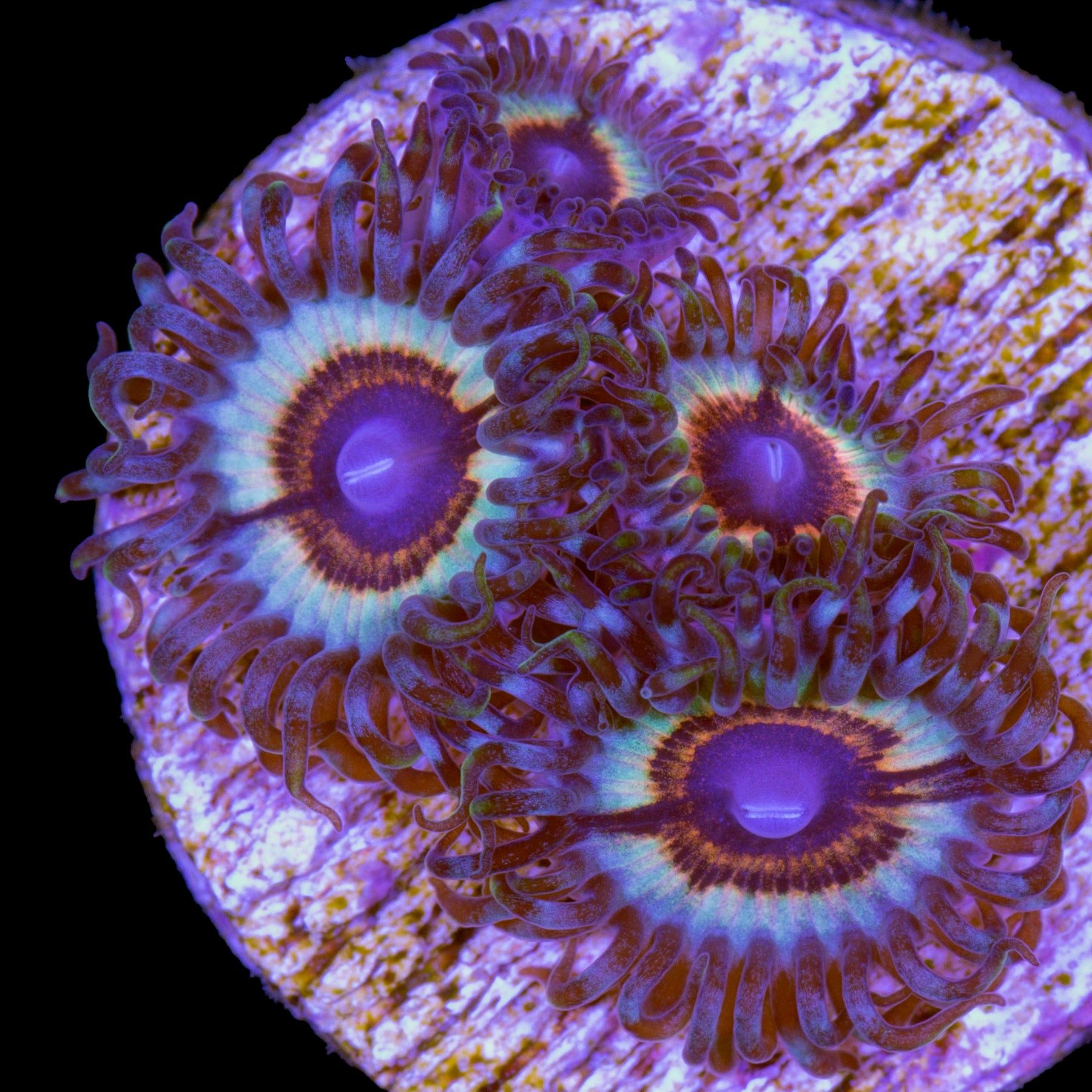 Zoanthids for Sale Buy Zoanthids Live Coral Rare Coral Coral