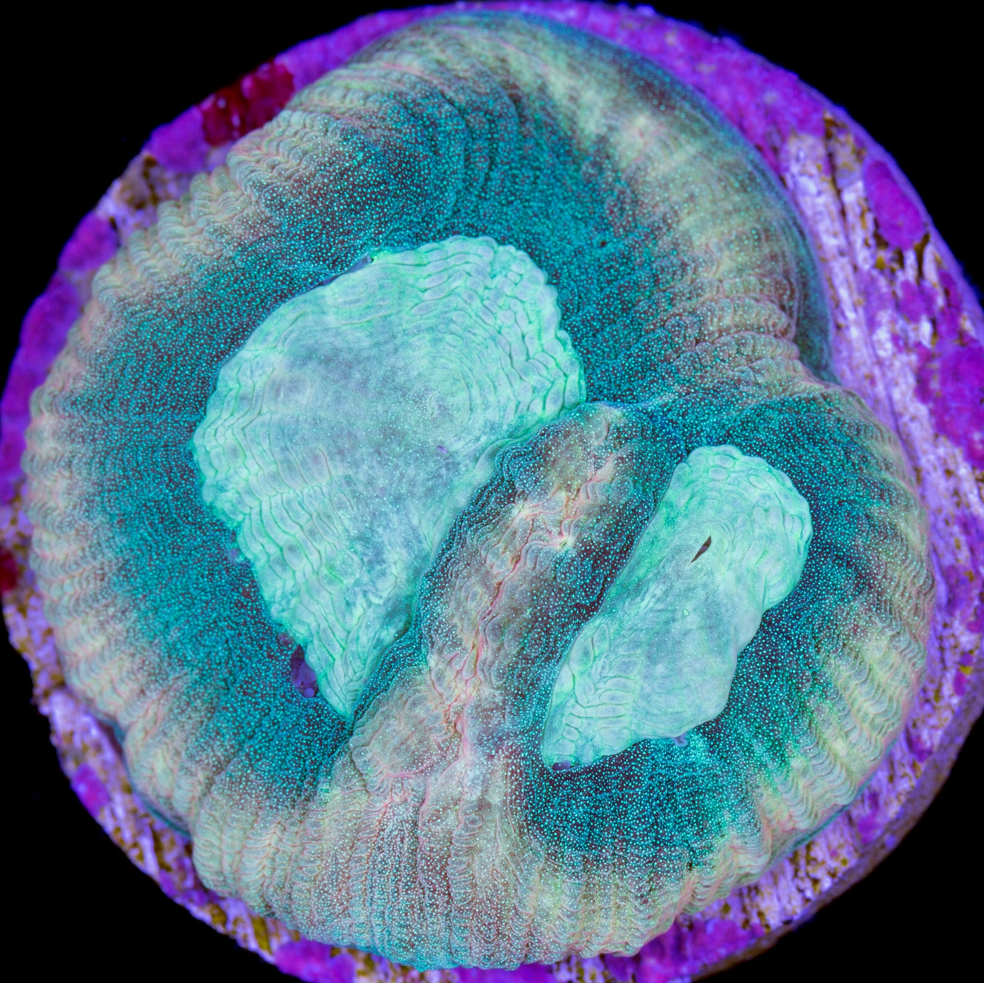 Alien Moon Goniastrea Coral