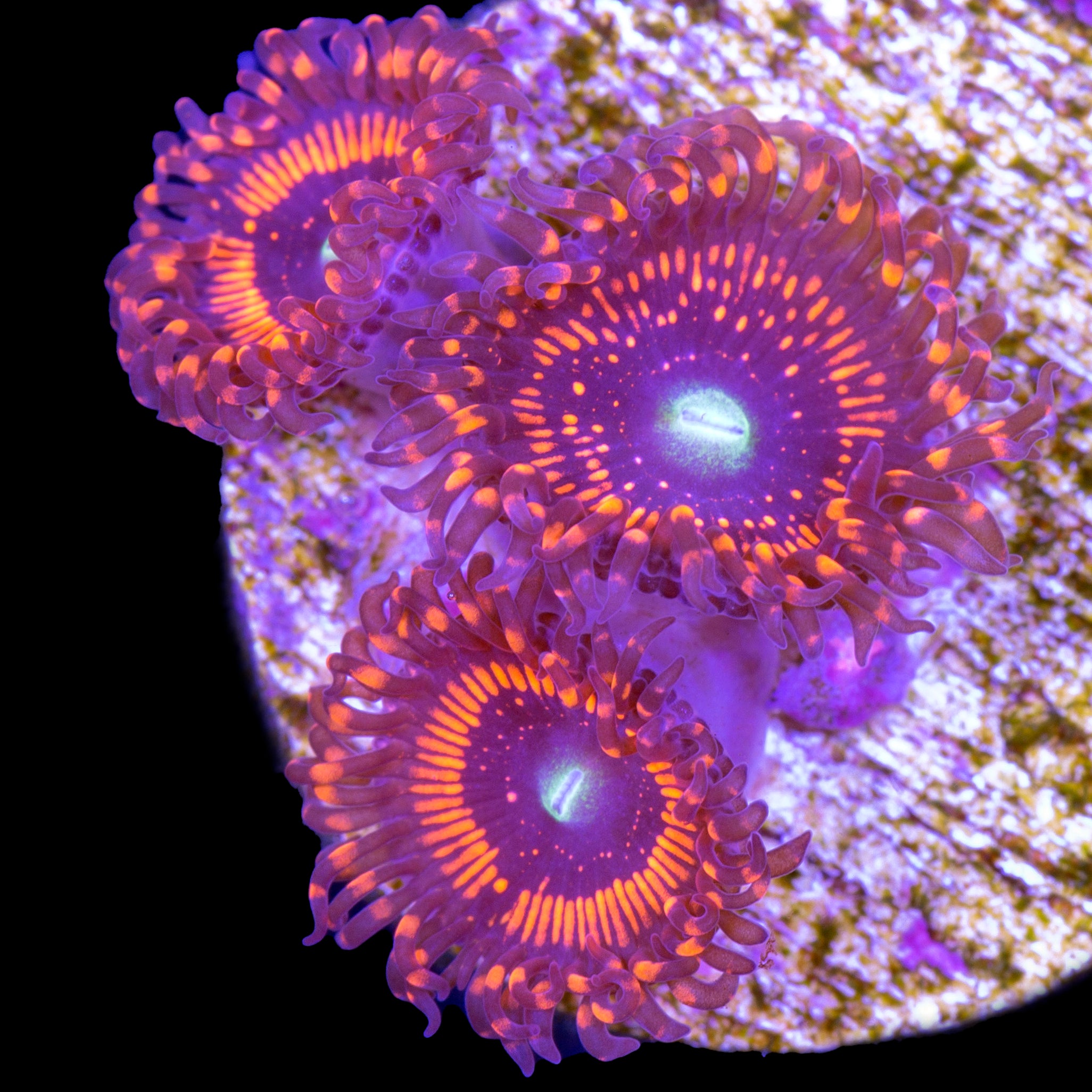 Buy Live Coral for Sale Rare Coral Sale Corals Vivid Aquariums Page 3