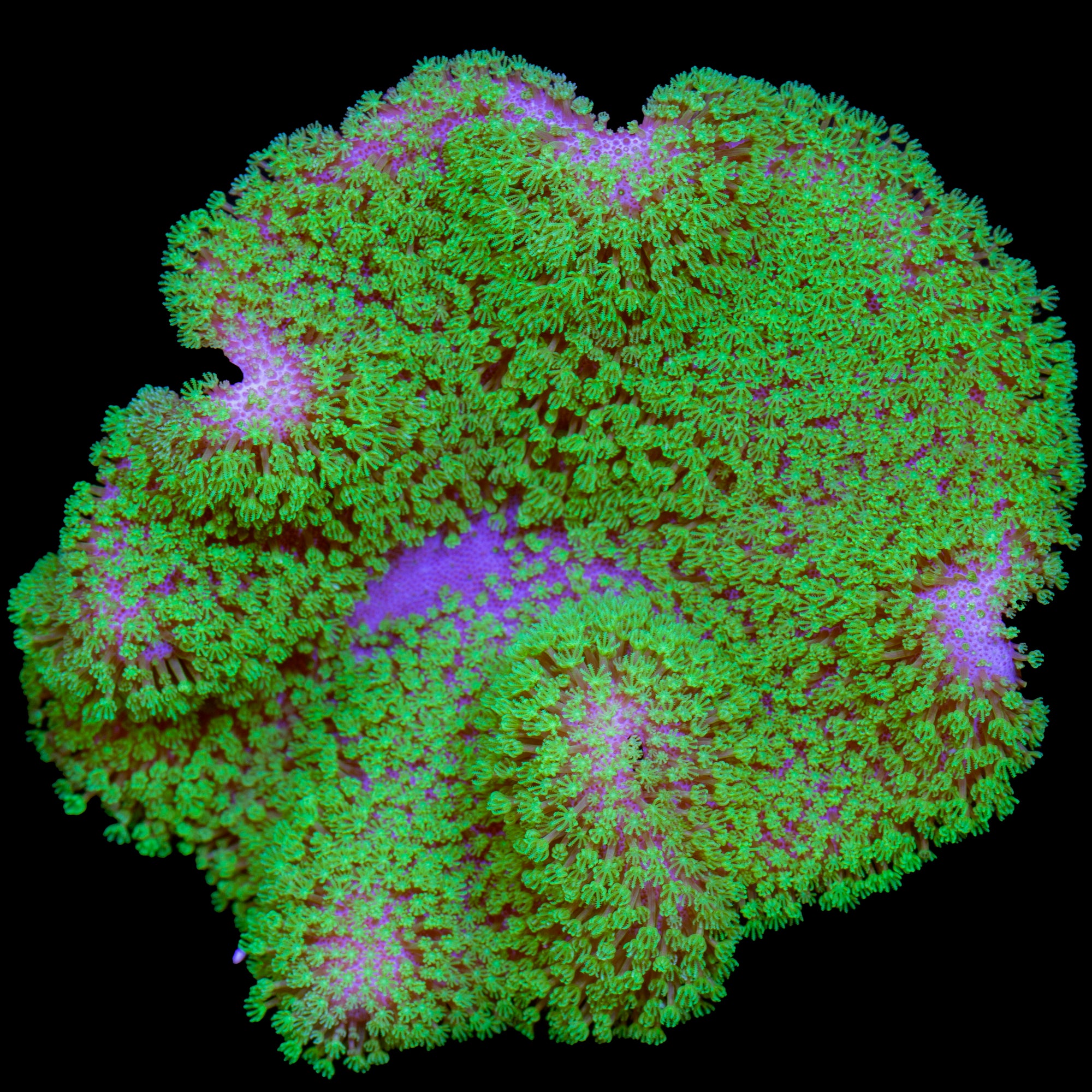 Green Polyp Toadstool Leather Coral