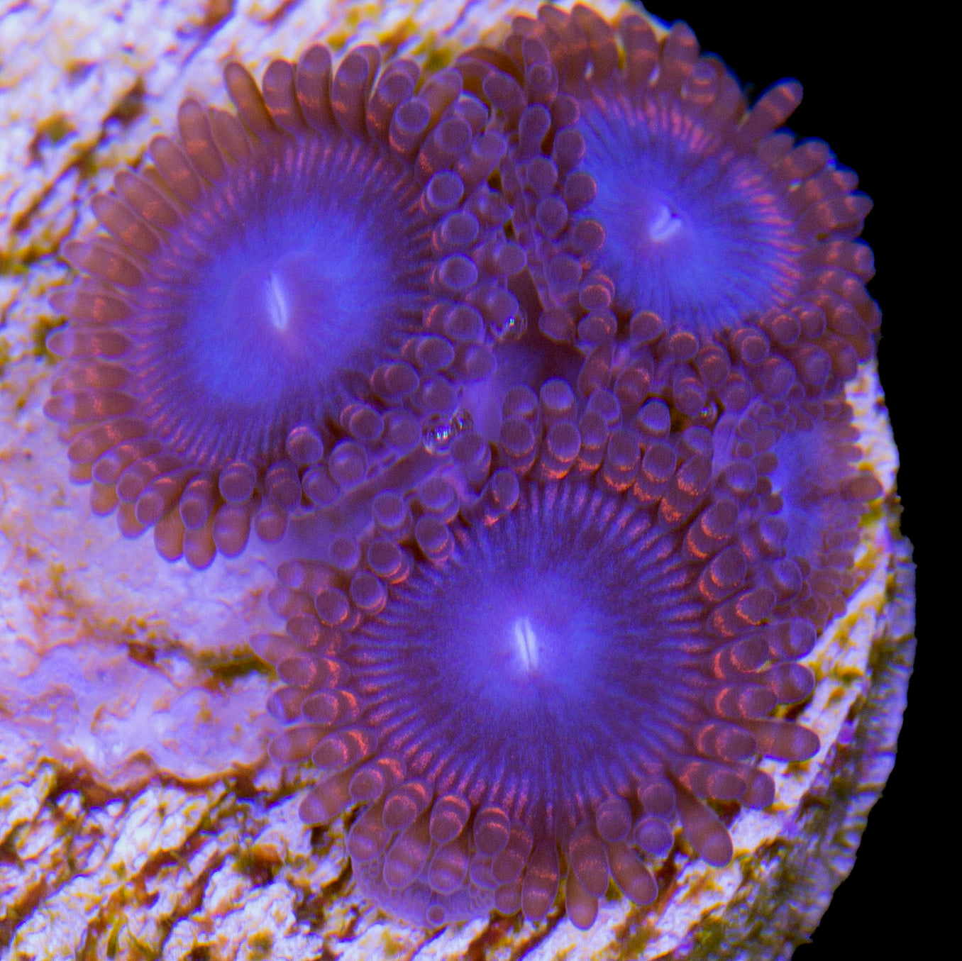 Zoanthids for Sale Buy Zoanthids Live Coral Rare Coral Coral