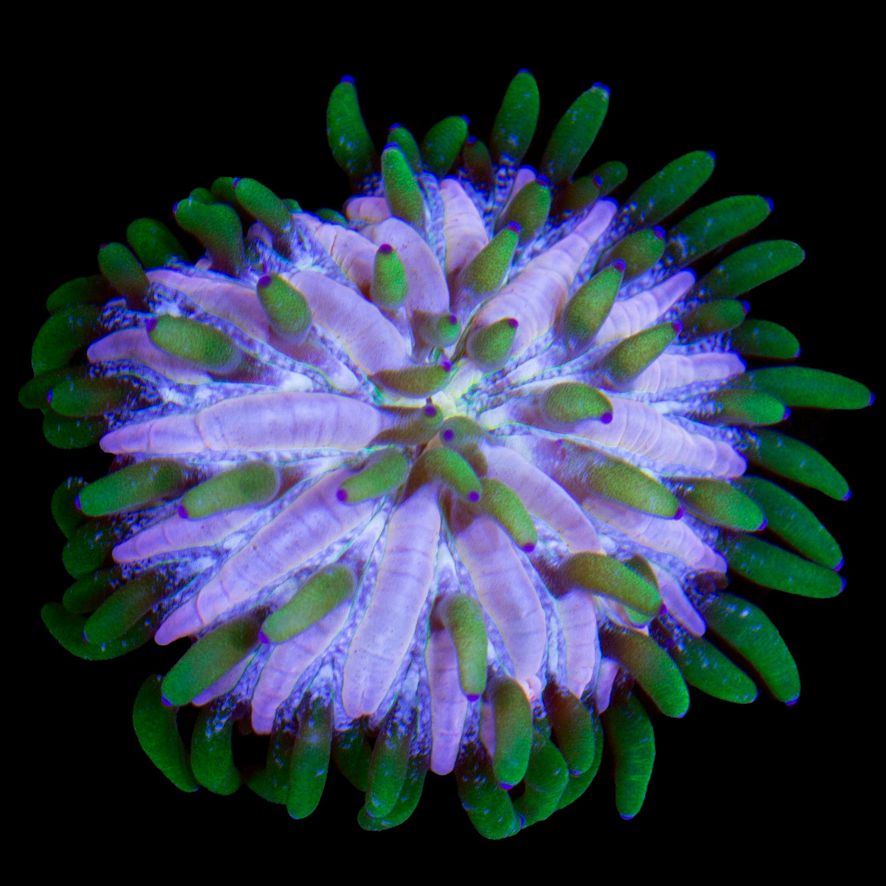 Orchid Fungia Plate Coral
