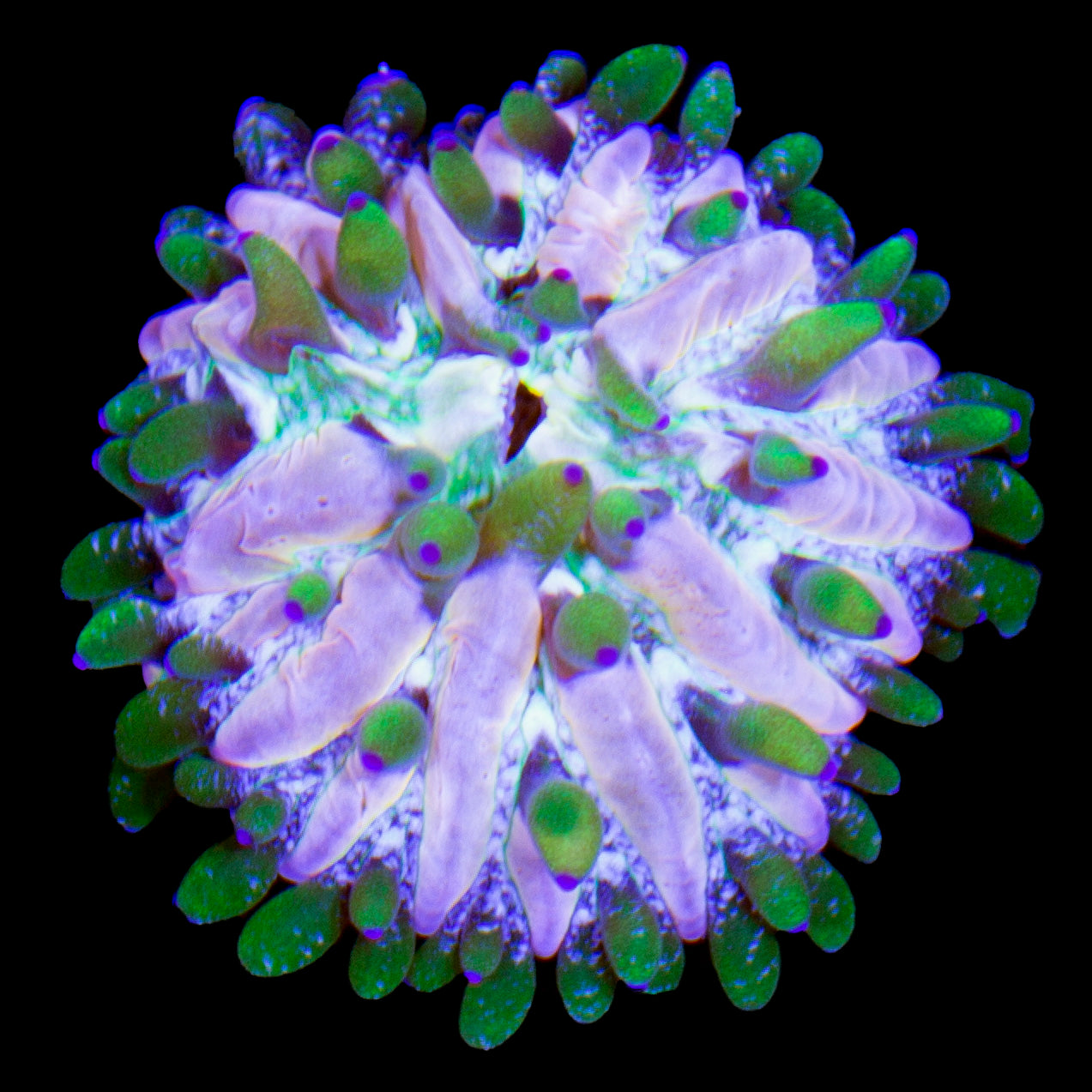 Orchid Fungia Plate Coral
