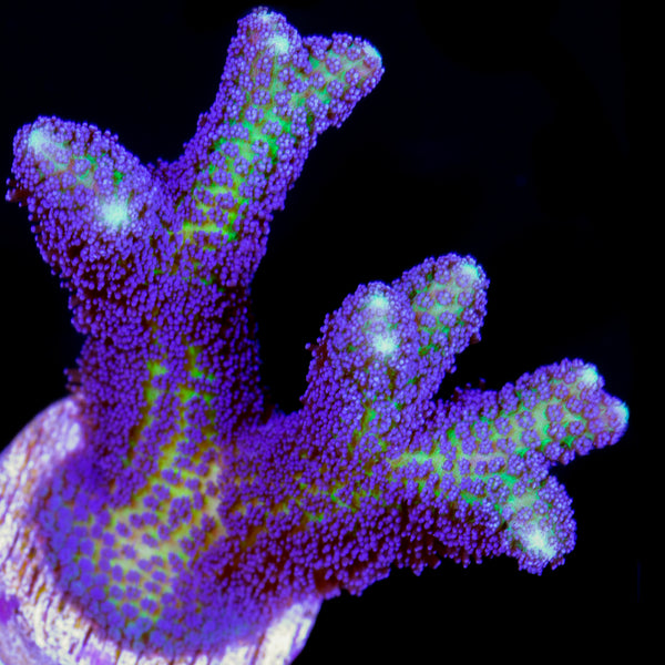オーロラスター　コーラル　sp Buy Bird of Paradise Coral Online | Live Coral for Sale