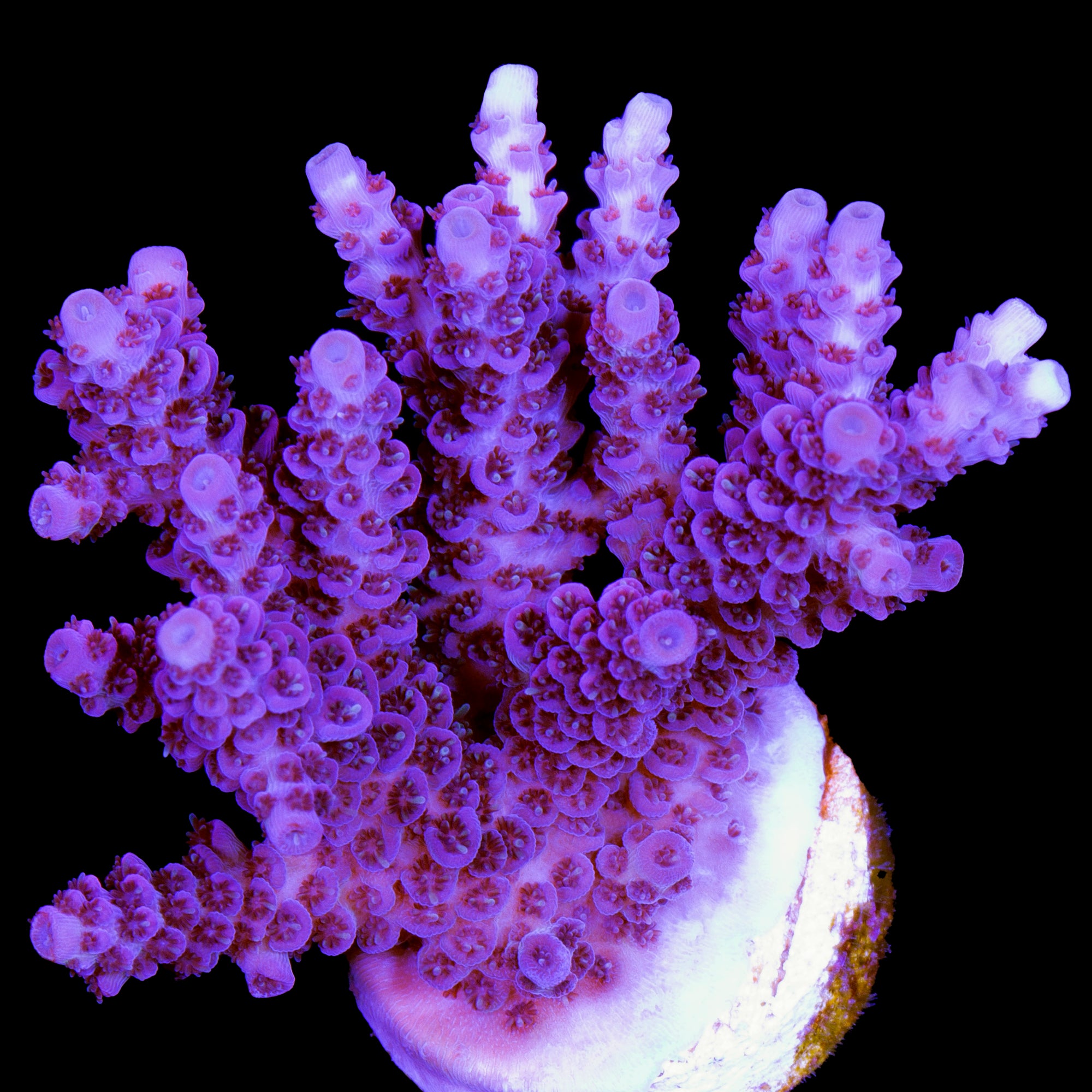 Red Table Acropora Coral