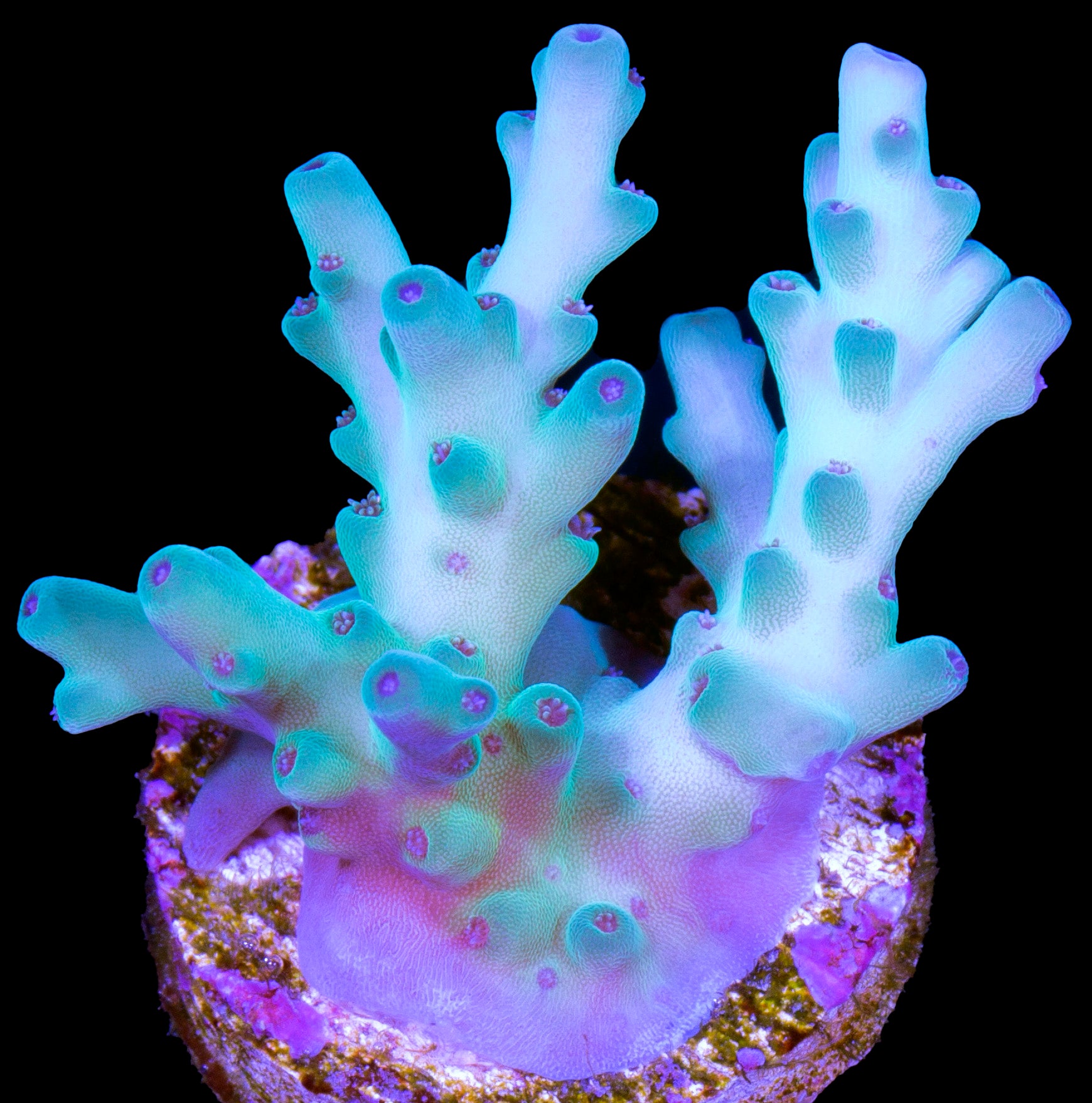 Vivid's Boysenberry Acropora Coral