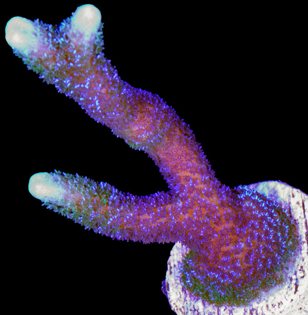 Buy Blue Polyp Montipora Digitata Coral | Coral for Sale - Vivid