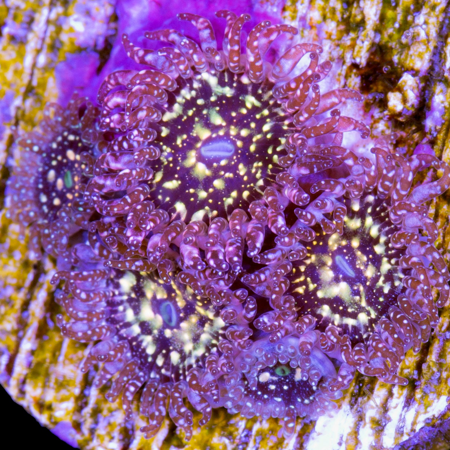 Buy Live Coral for Sale Rare Coral Sale Corals Vivid Aquariums Page 2