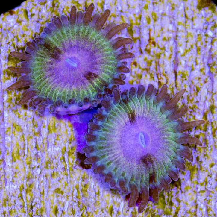 Fear Factory Zoanthid Coral