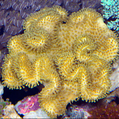Fiji Yellow Leather Coral
