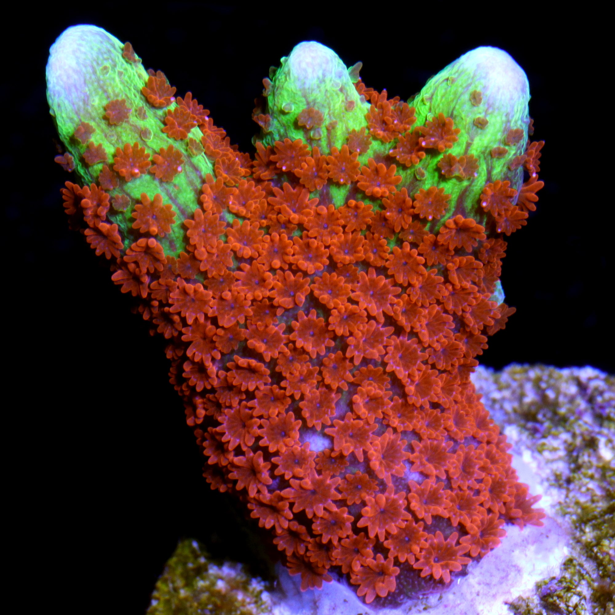 Forest Fire Montipora Digitata Coral