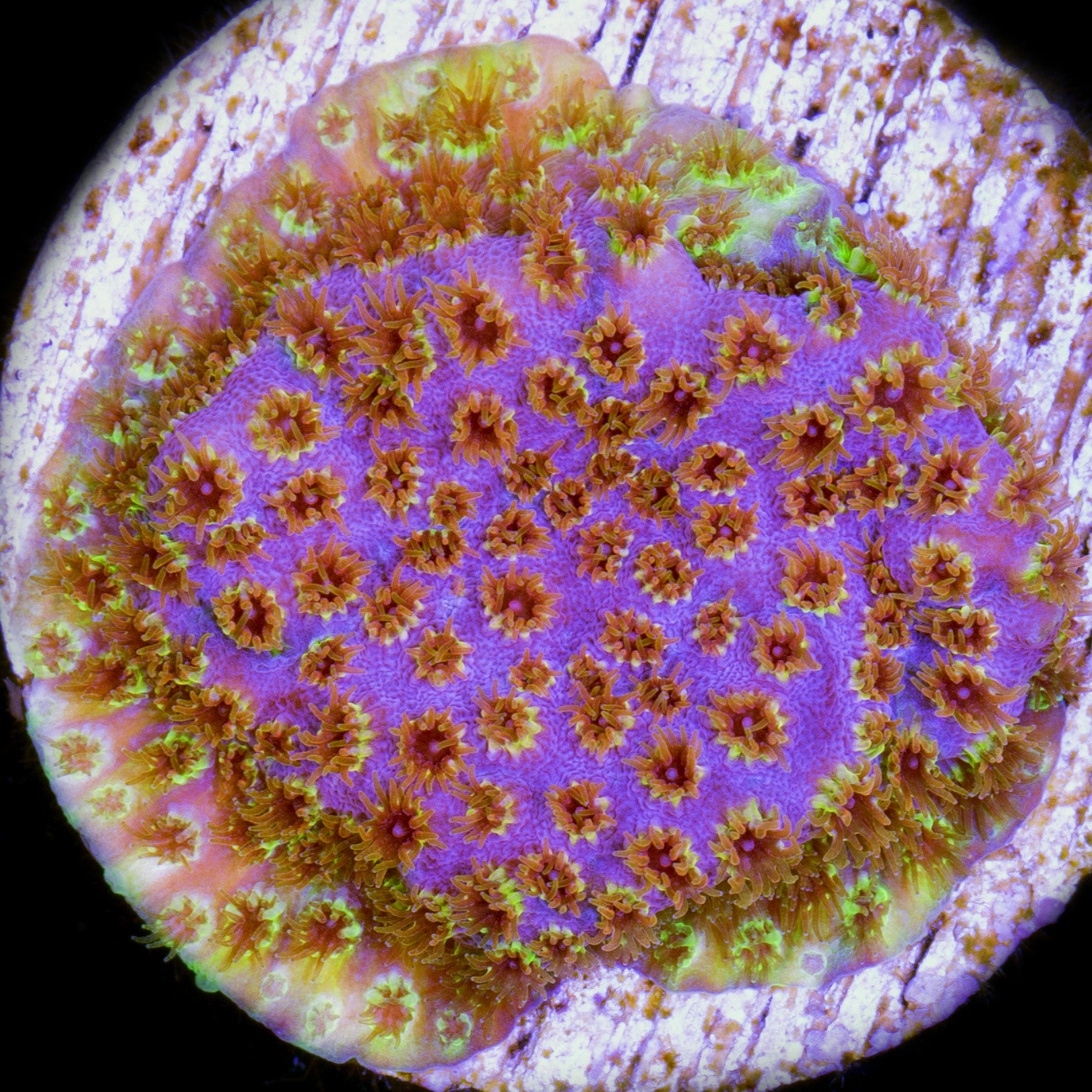 WWC Four Color Cyphastrea Coral