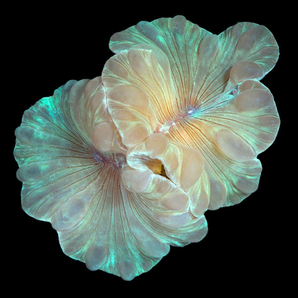 Buy Fox Coral Online | Live Corals for Sale - Vivid Aquariums