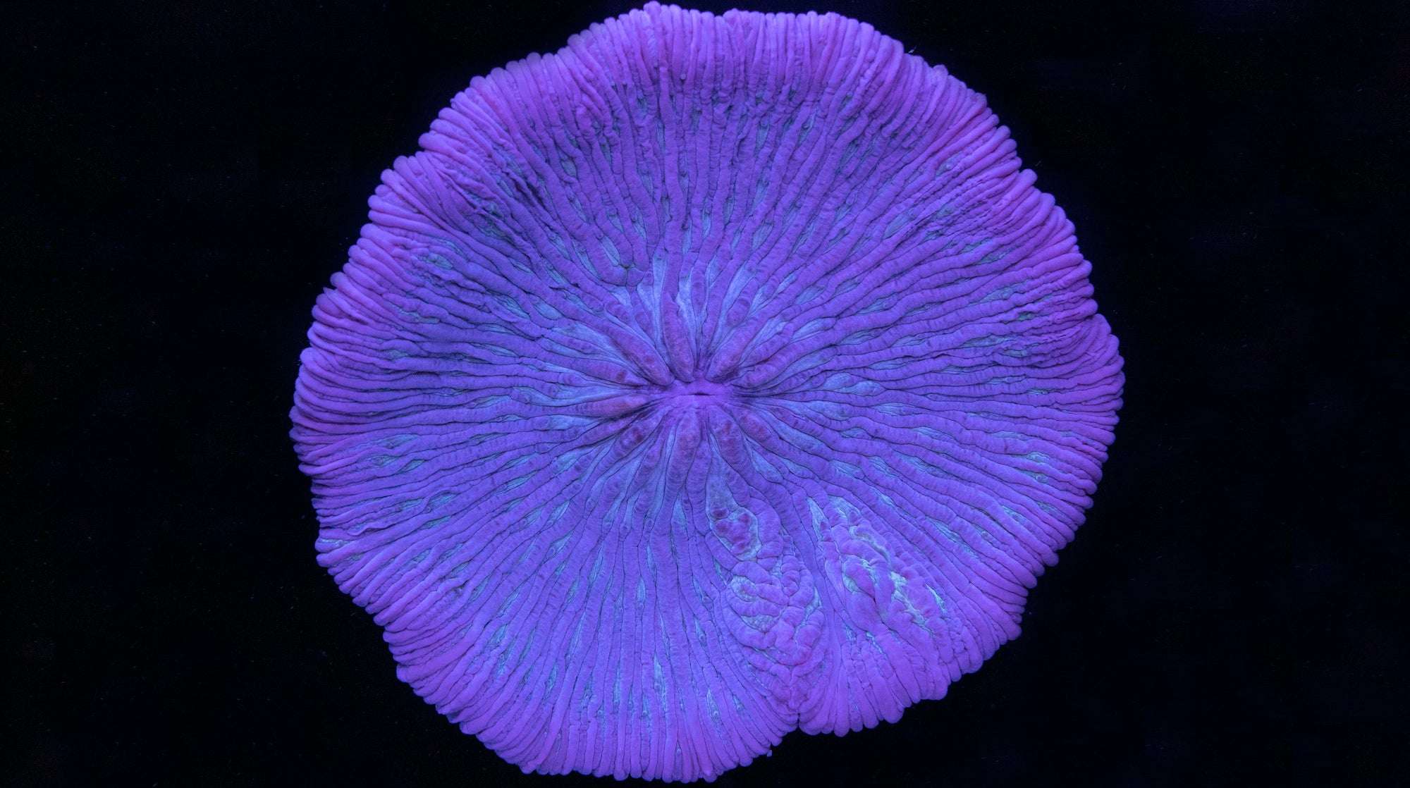 Ultimate Purple Fungia Plate Coral