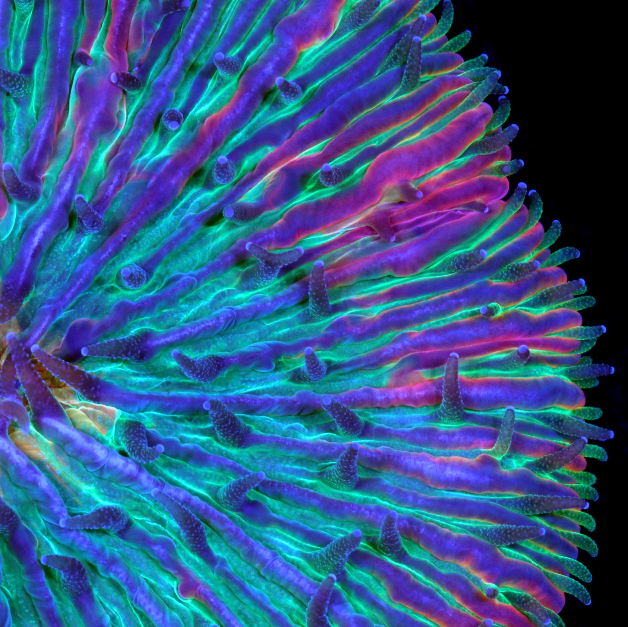 Ultra Rainbow Fungia Plate Coral
