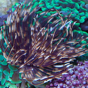 Feather Dusters for Sale  Coco Worms for Sale Tagged Tube Worms