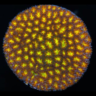 Golden Leptastrea Coral