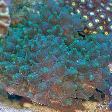 Sea Anemones for Sale | Live Coral | Rare Coral | Coral Sale
