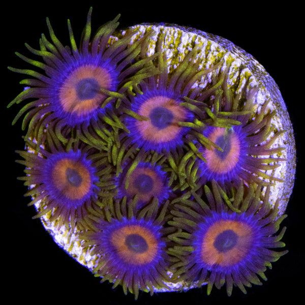 Buy Armor of God Zoanthids Online | Zoanthids for Sale - Vivid