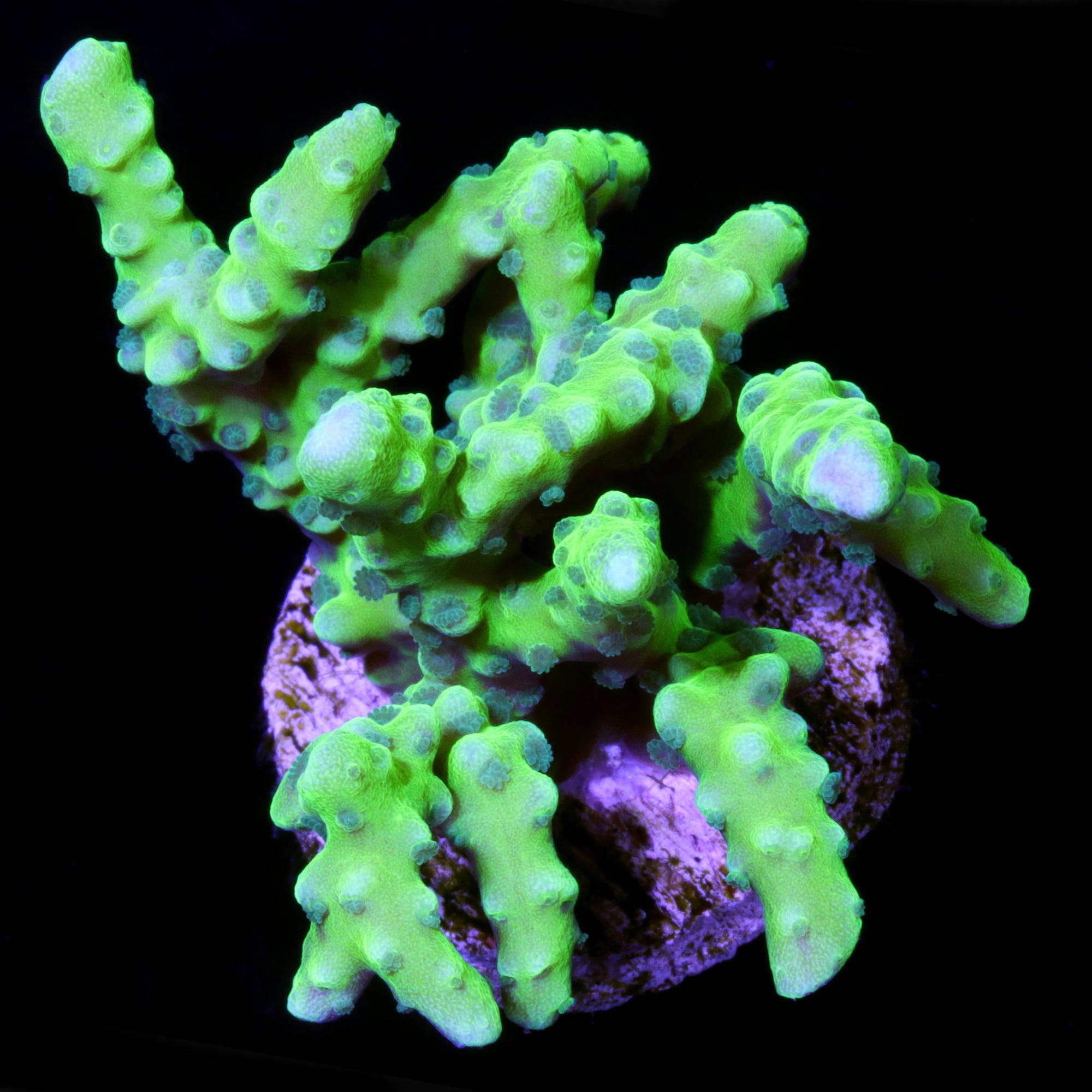 Green Goblin Anacropora Coral