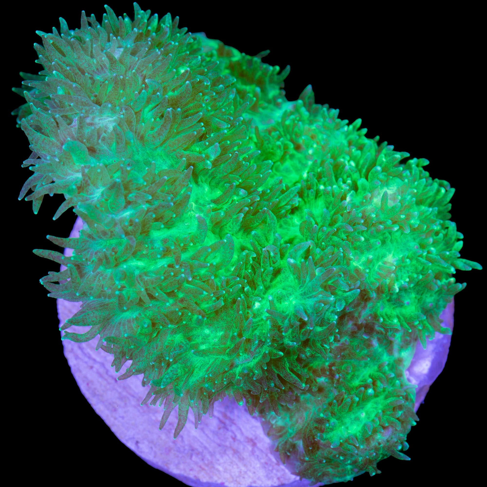 Green Hydnophora Coral