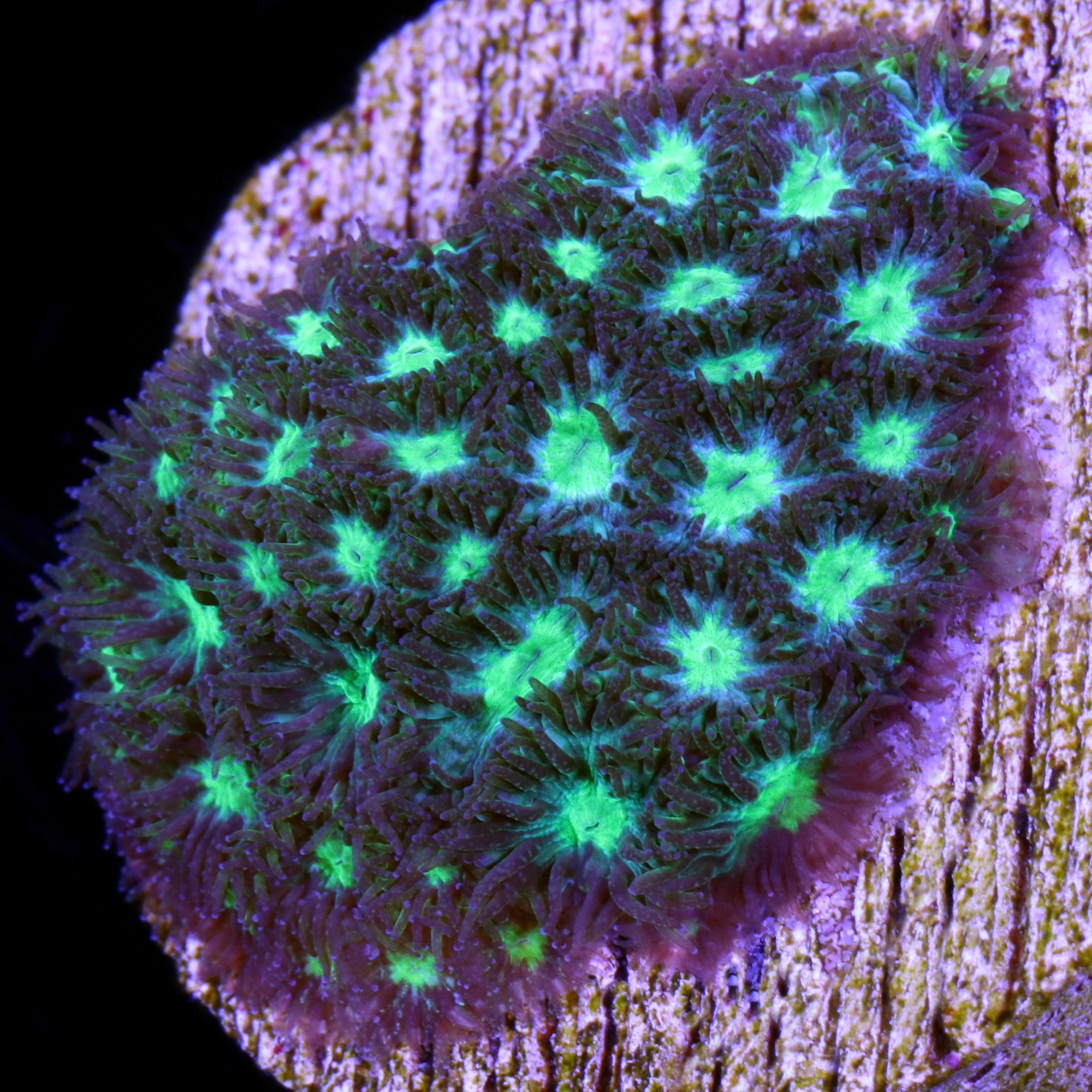 Green Leptastrea Coral