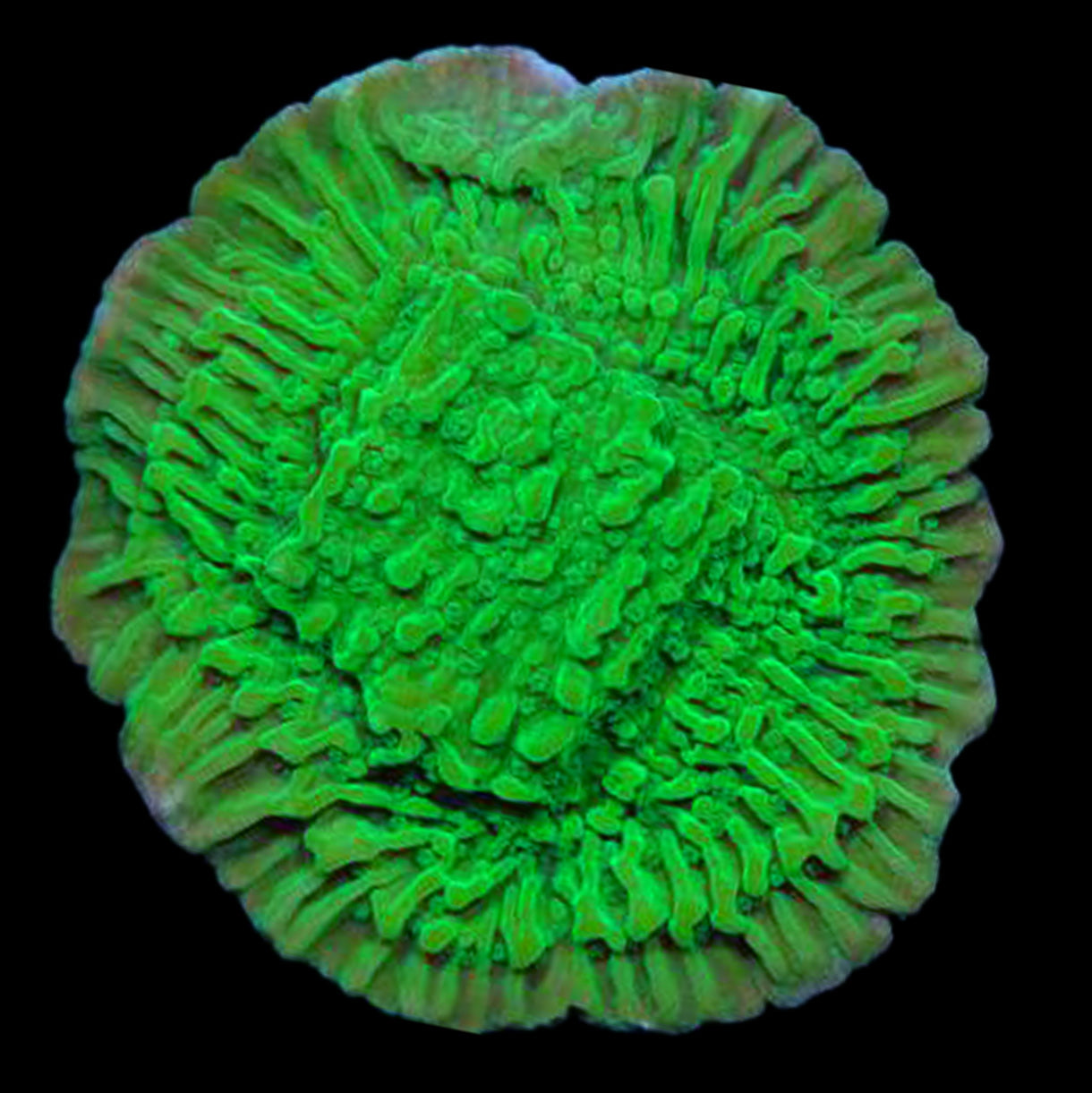 Green Montipora Capricornus Coral