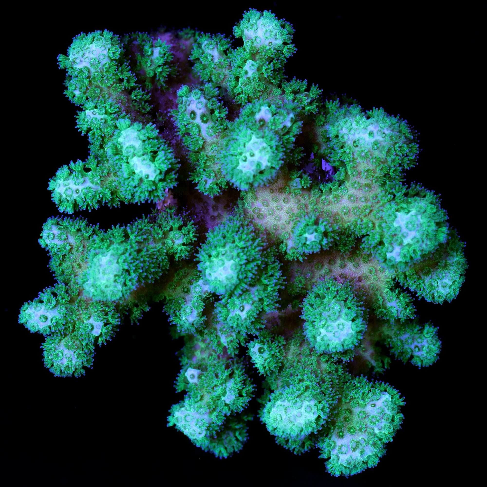 Vivid's Toxic Pocillopora Coral