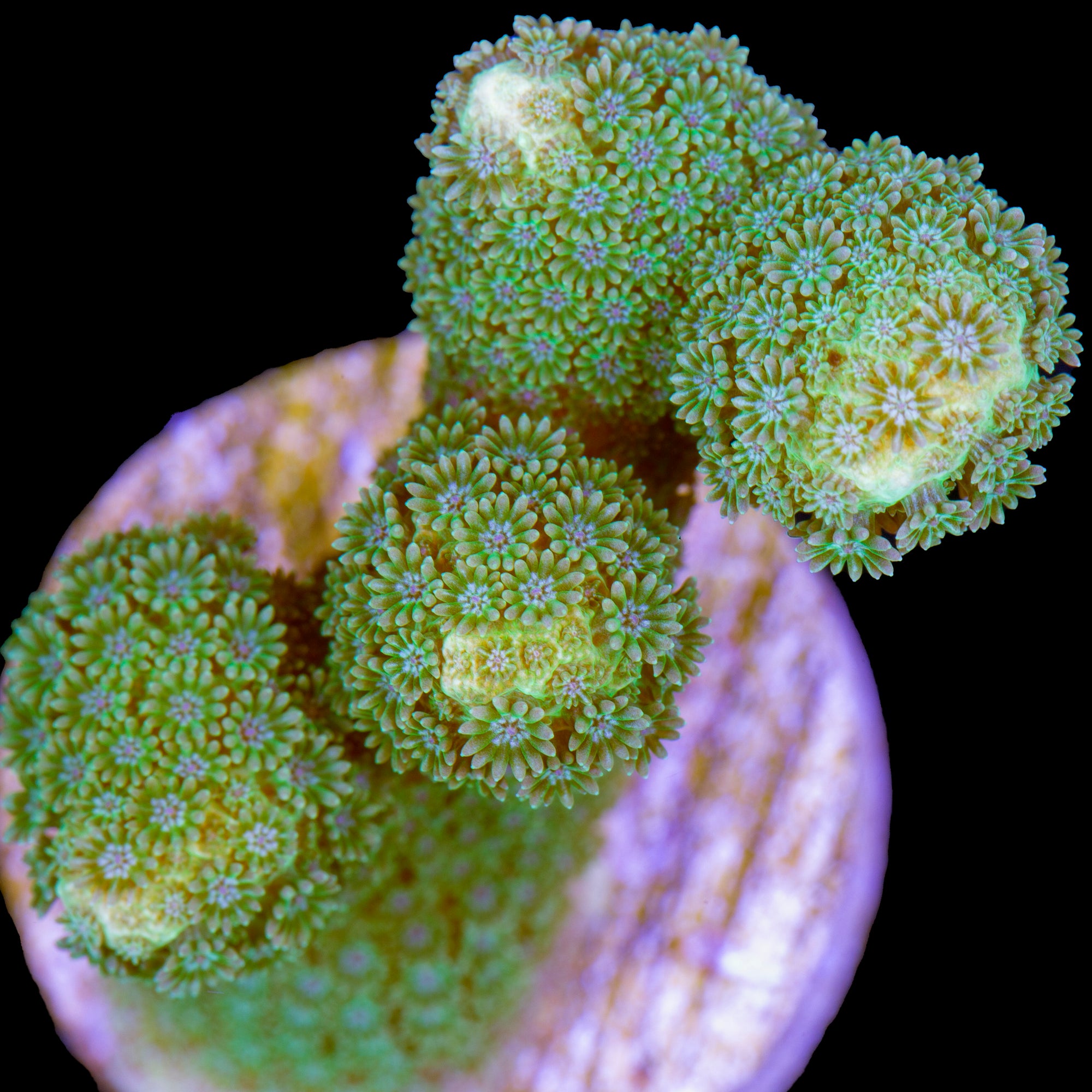 Green Branching Porites Coral