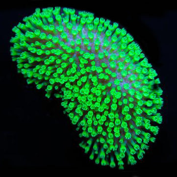 Green Polyp Toadstool Leather Coral