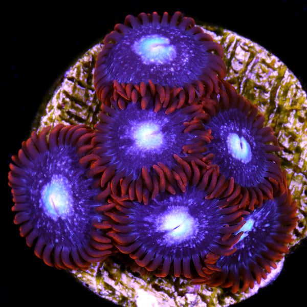 Buy Hawaiian Tropic Zoanthids | Live Corals for Sale - Vivid 