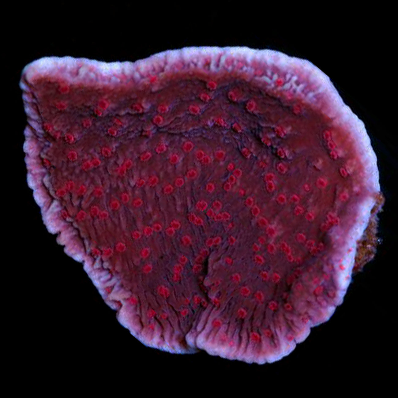 Vivid's Hellfire Montipora Coral